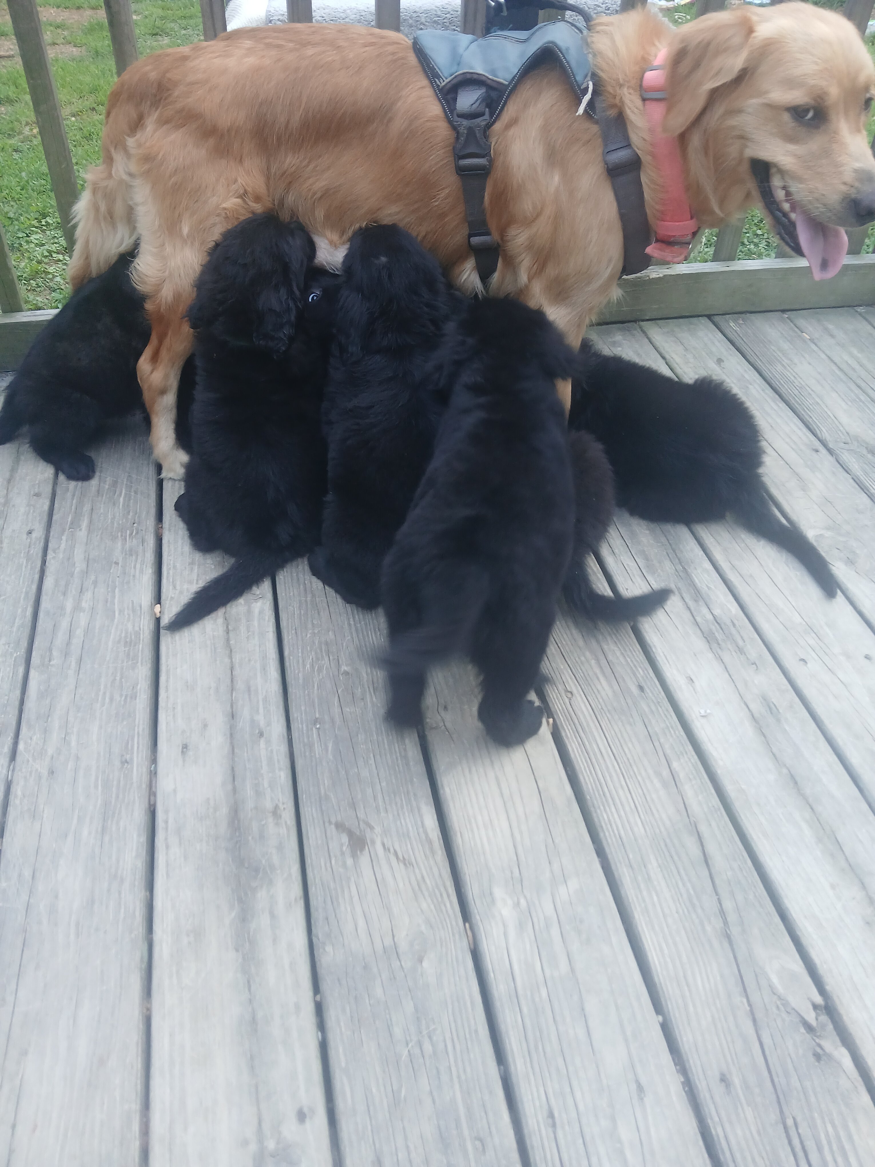 8 week old puppies image 1