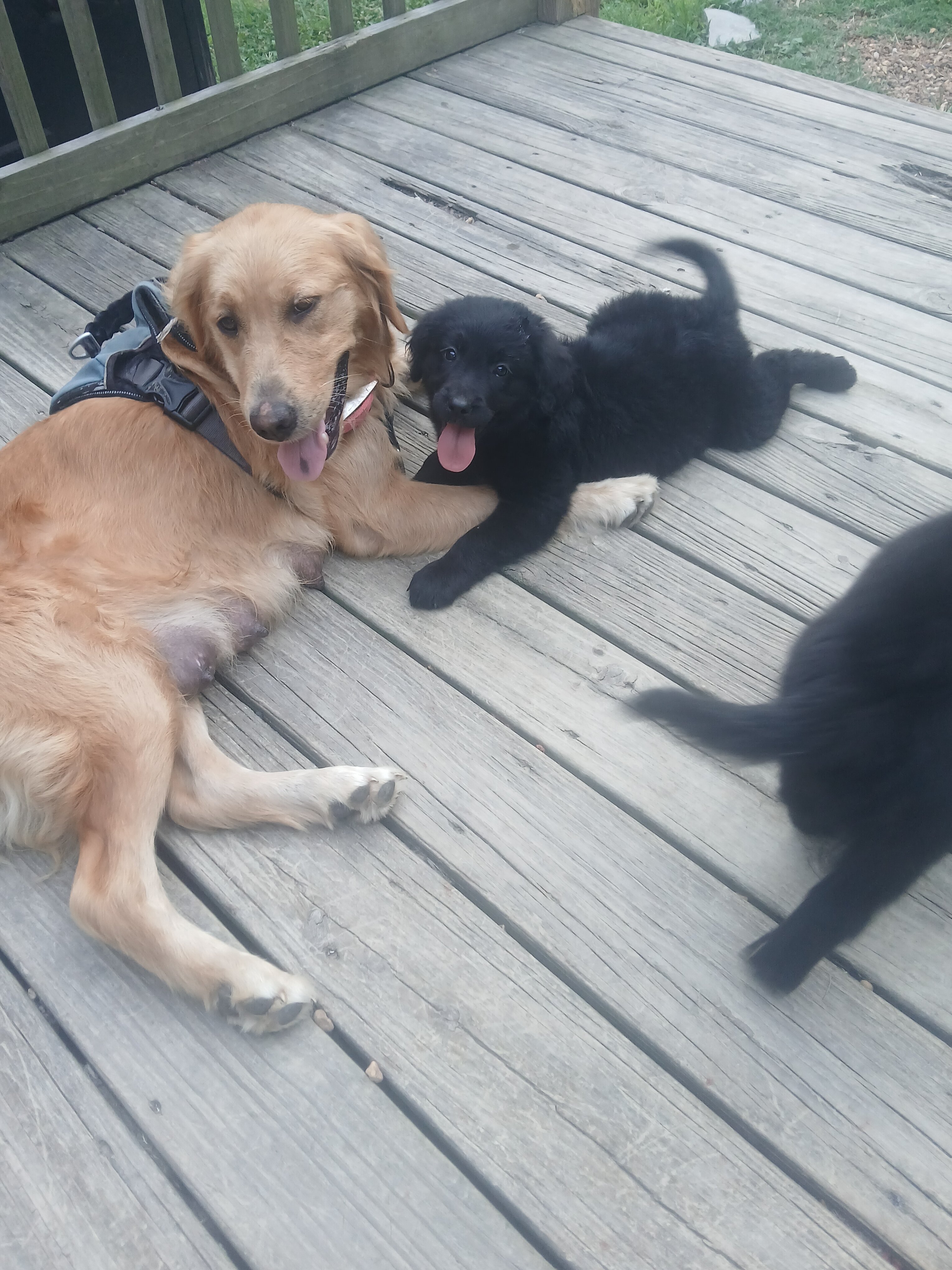 8 week old puppies image 2