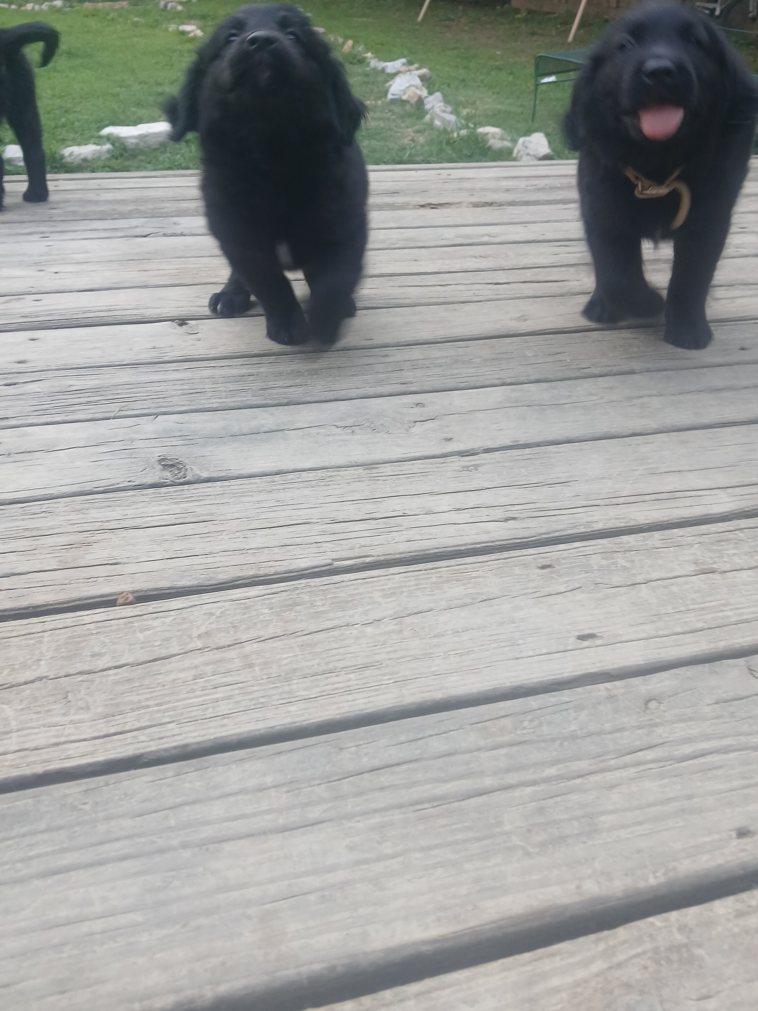 8 week old puppies image 3