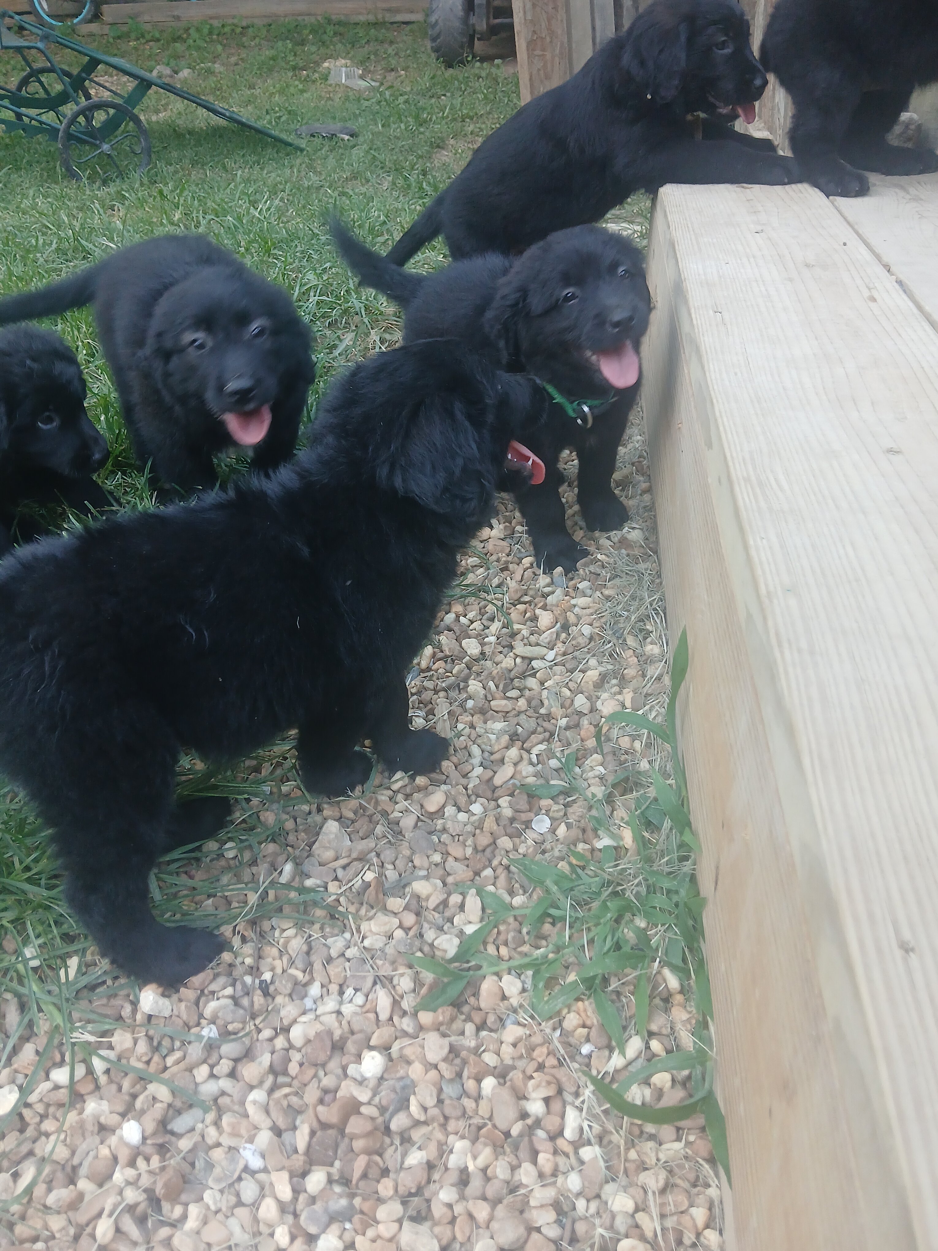 8 week old puppies image 4