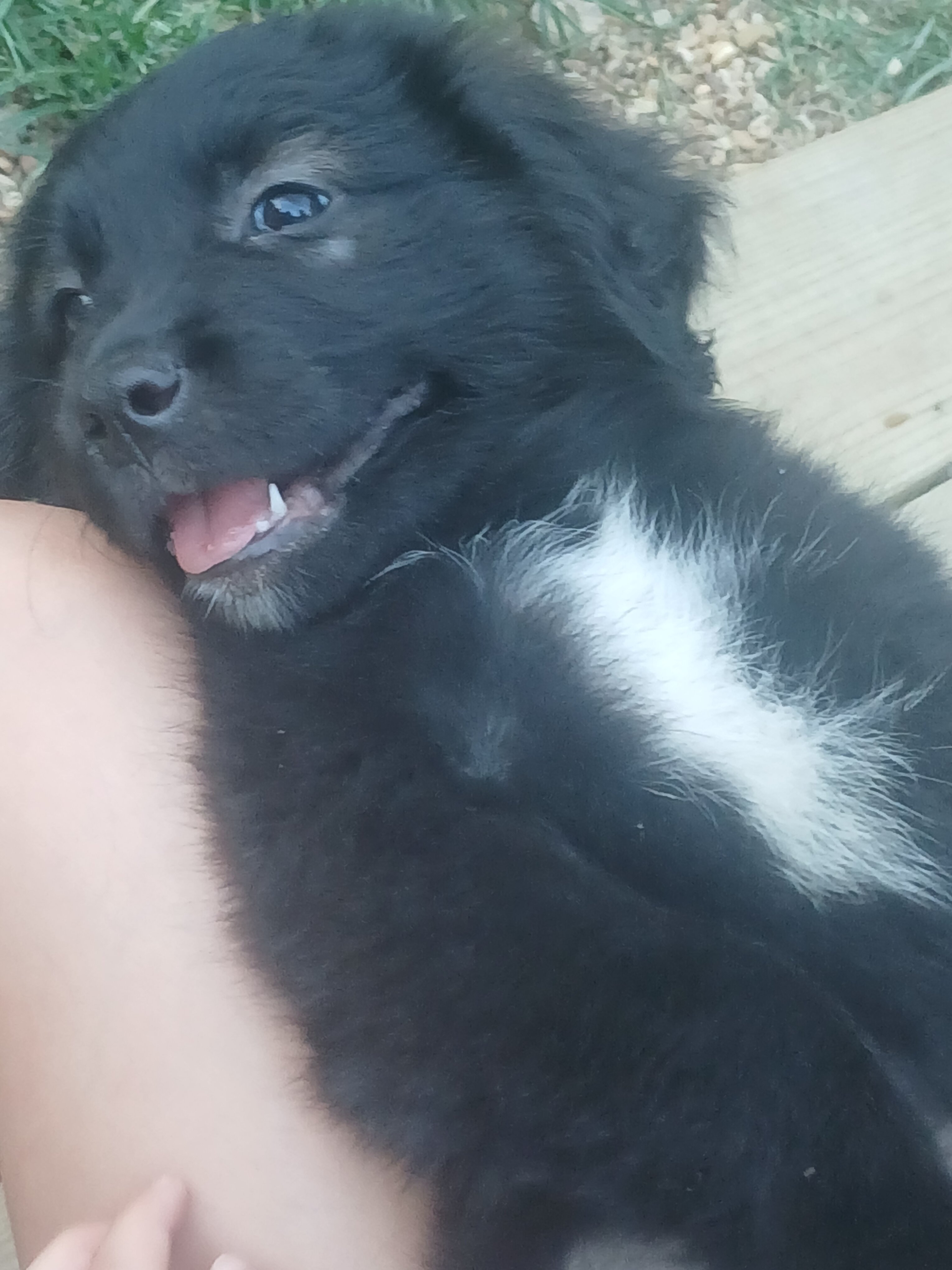 8 week old puppies image 5