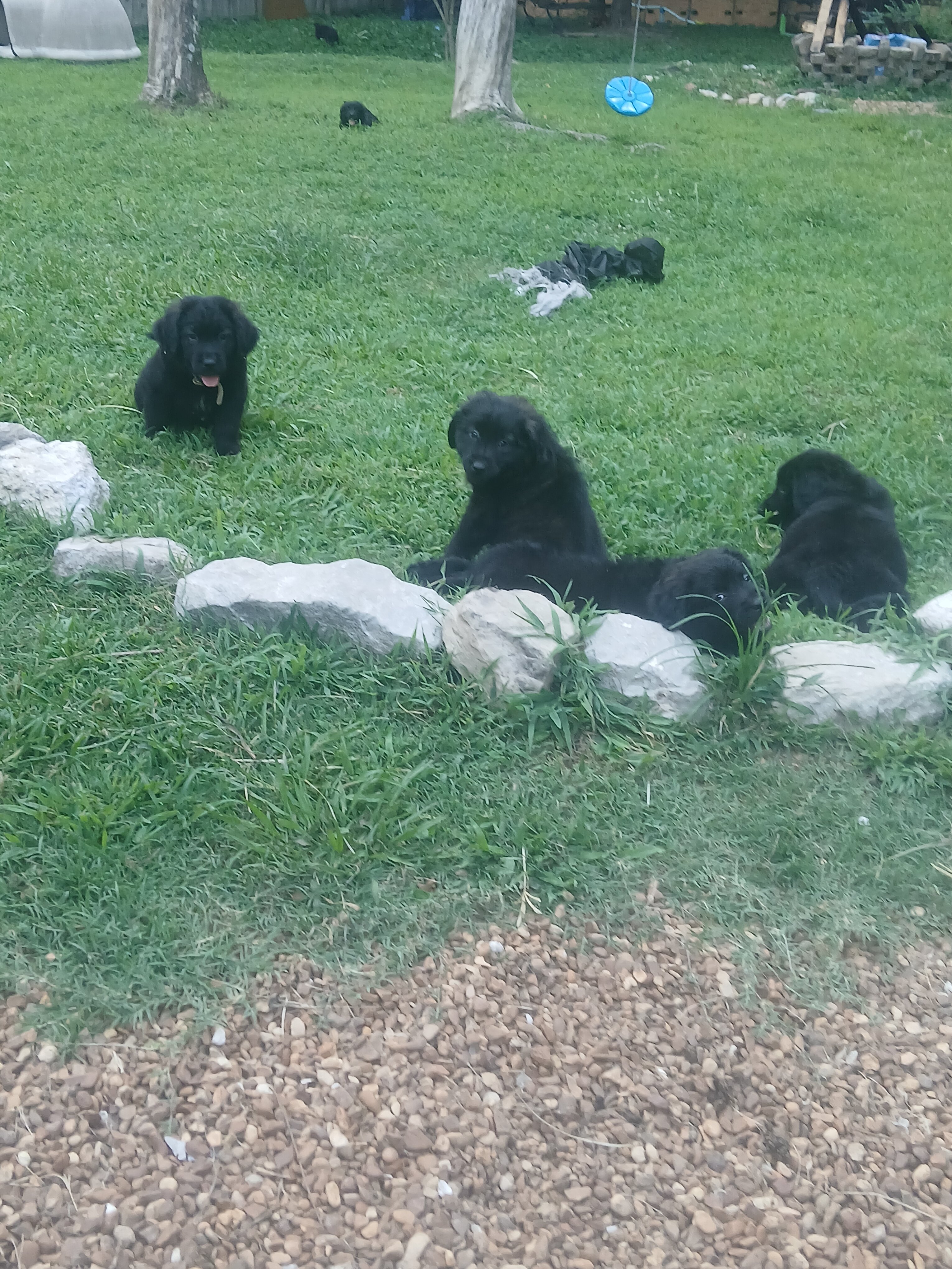 8 week old puppies image 6