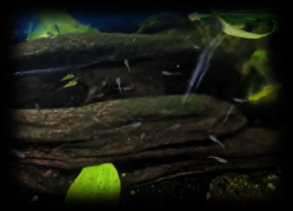 Fish with tank image 5
