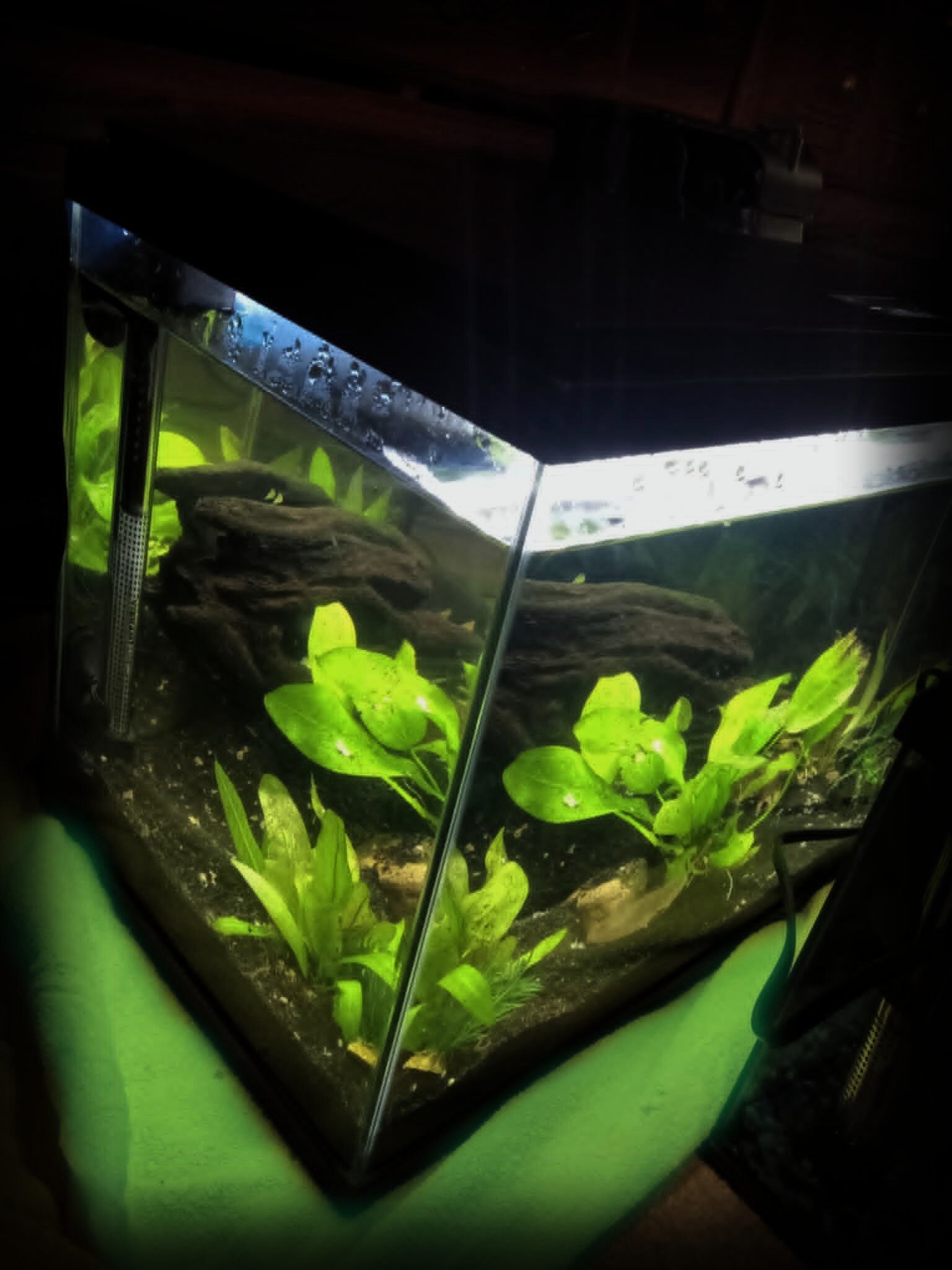 Fish with tank image 4