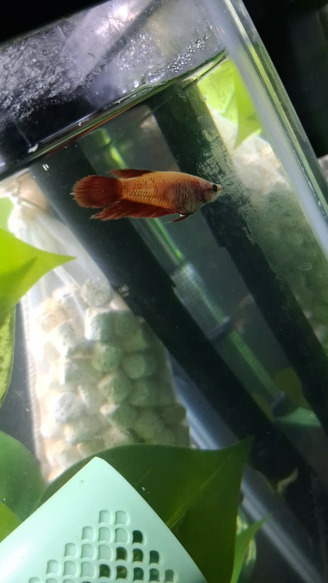 Fish with tank image 2