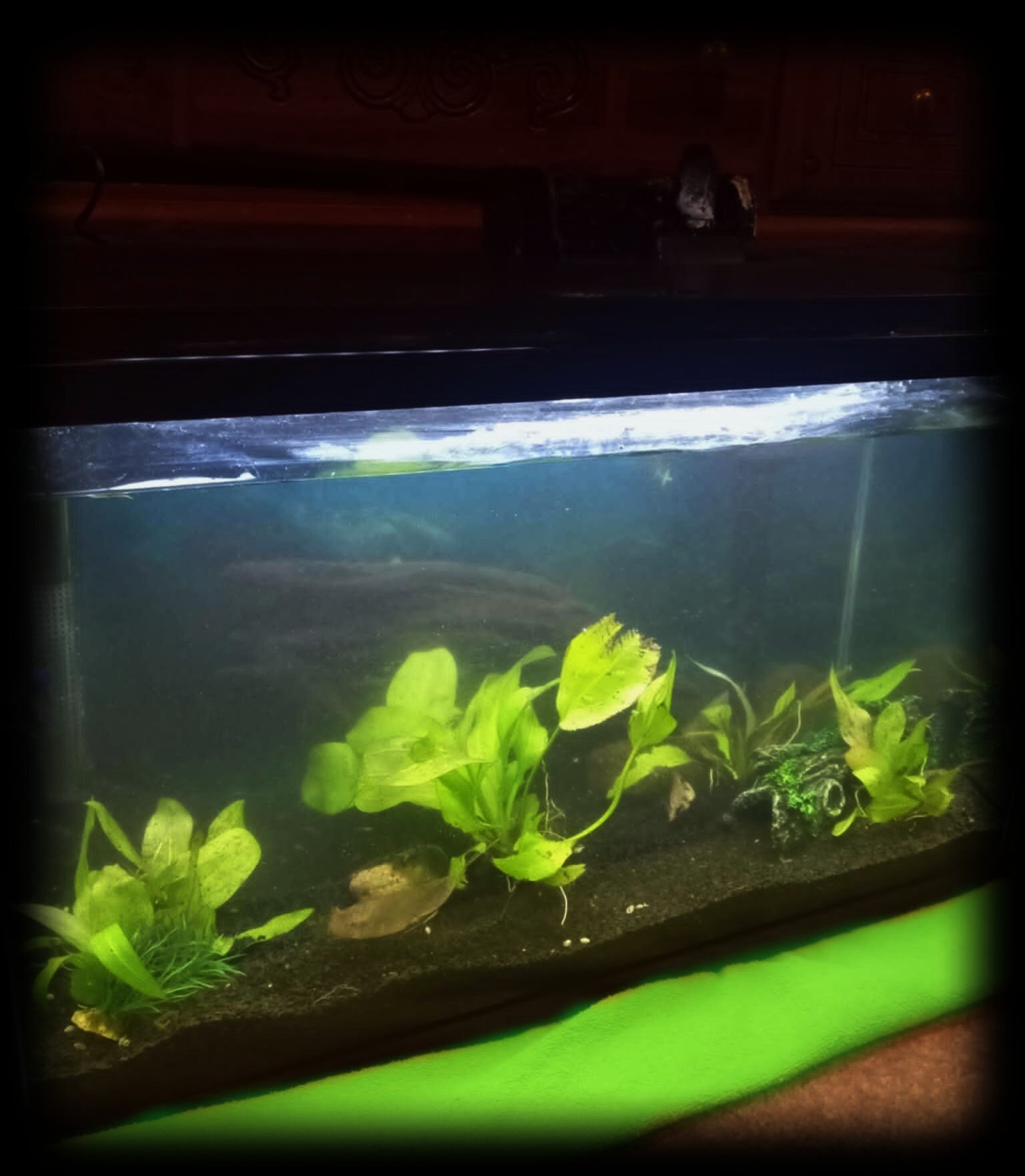 Fish with tank image 6