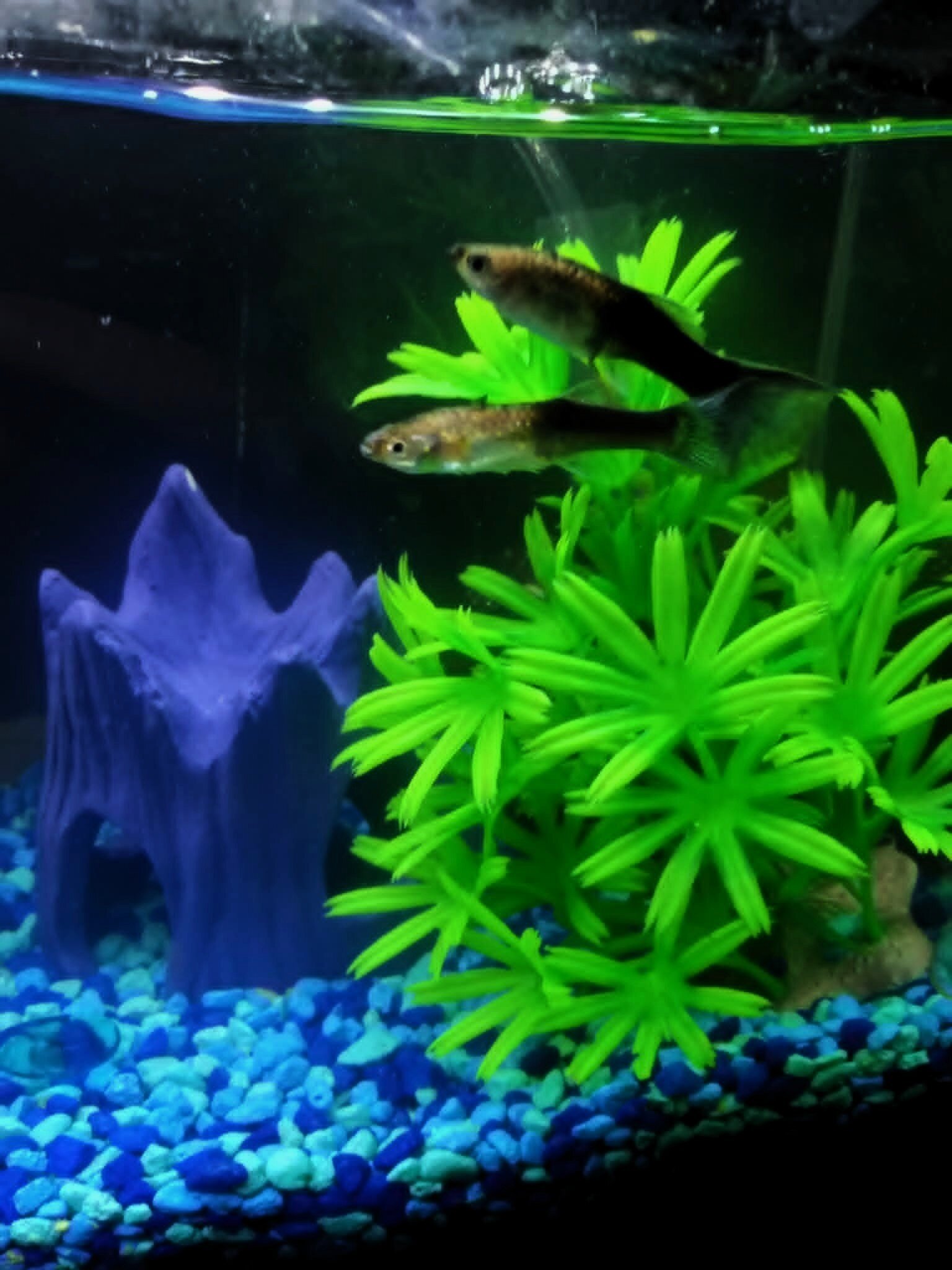 Fish with tank image 7