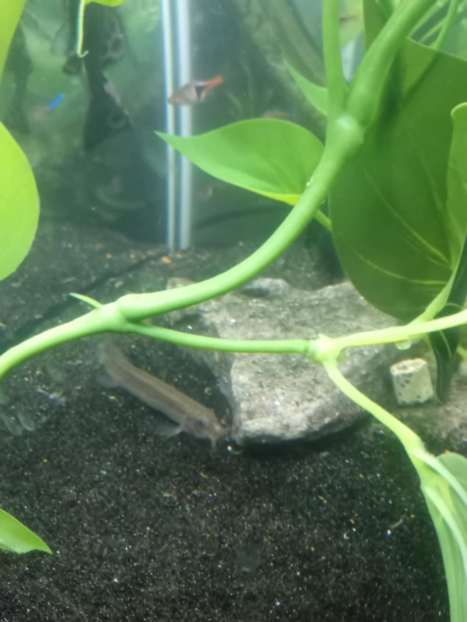 Fish with tank image 1