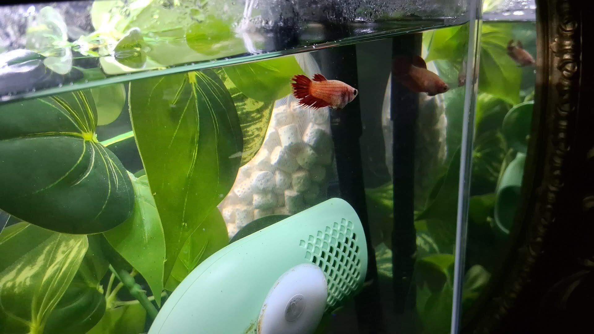 Fish with tank image 3