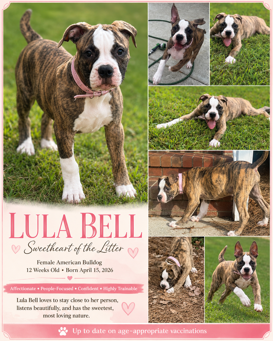 NKC Lula Bell — The Sweetheart of the Litter image 1