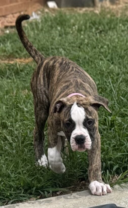 NKC Lula Bell — The Sweetheart of the Litter image 2