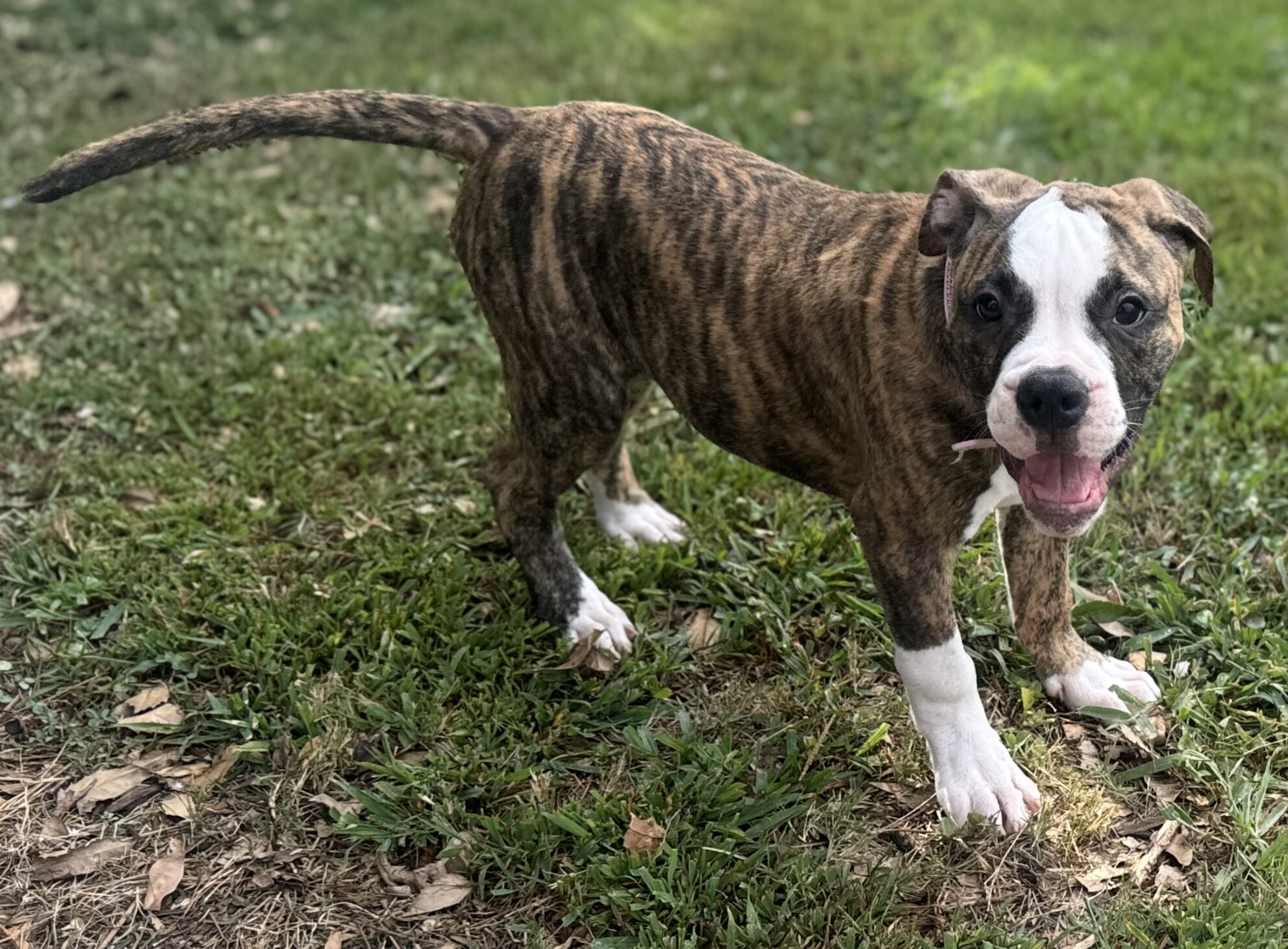 NKC Lula Bell — The Sweetheart of the Litter image 3