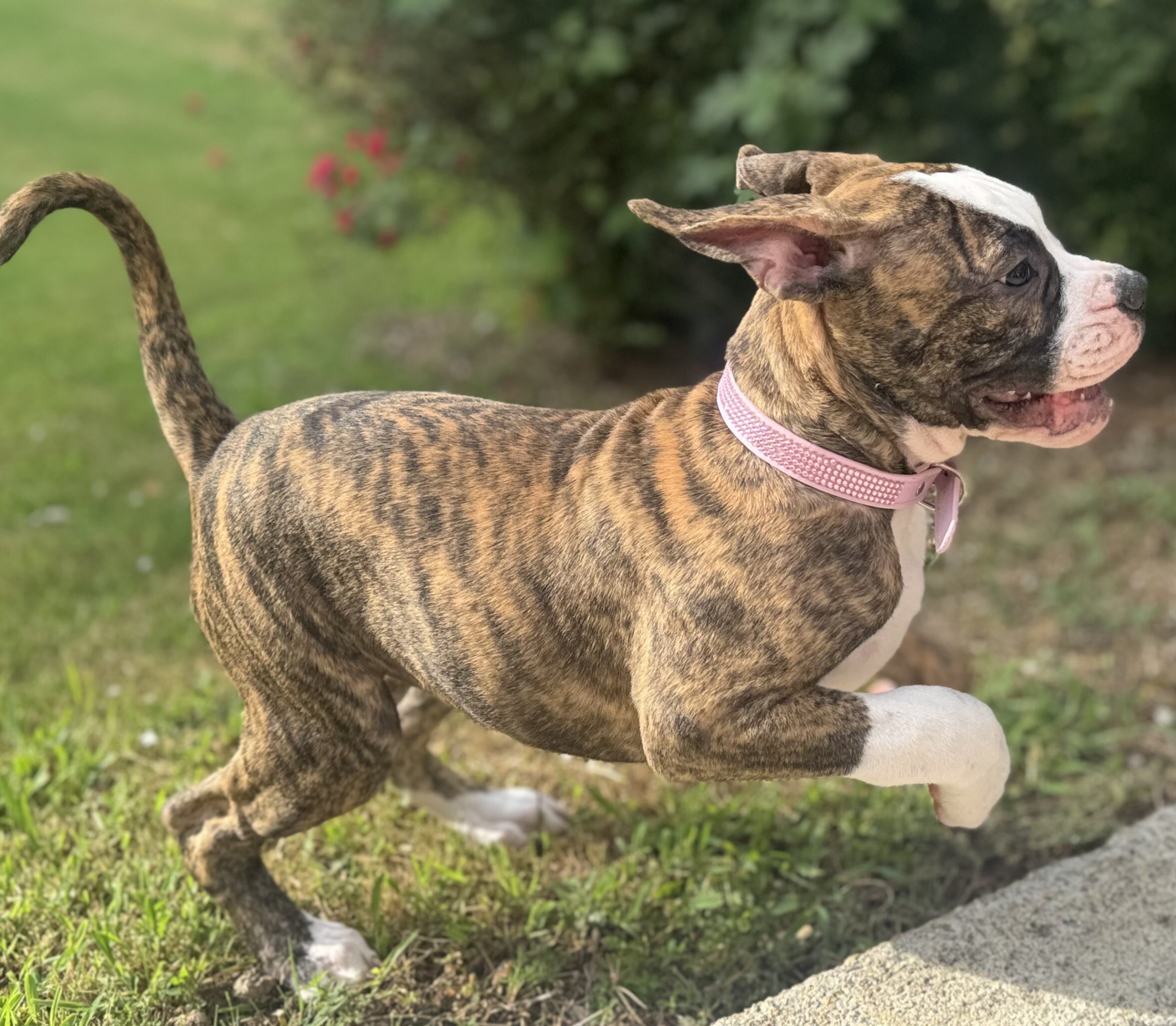 NKC Lula Bell — The Sweetheart of the Litter image 10