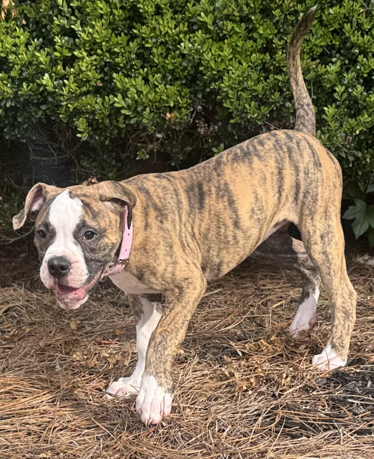 NKC Lula Bell — The Sweetheart of the Litter image 9
