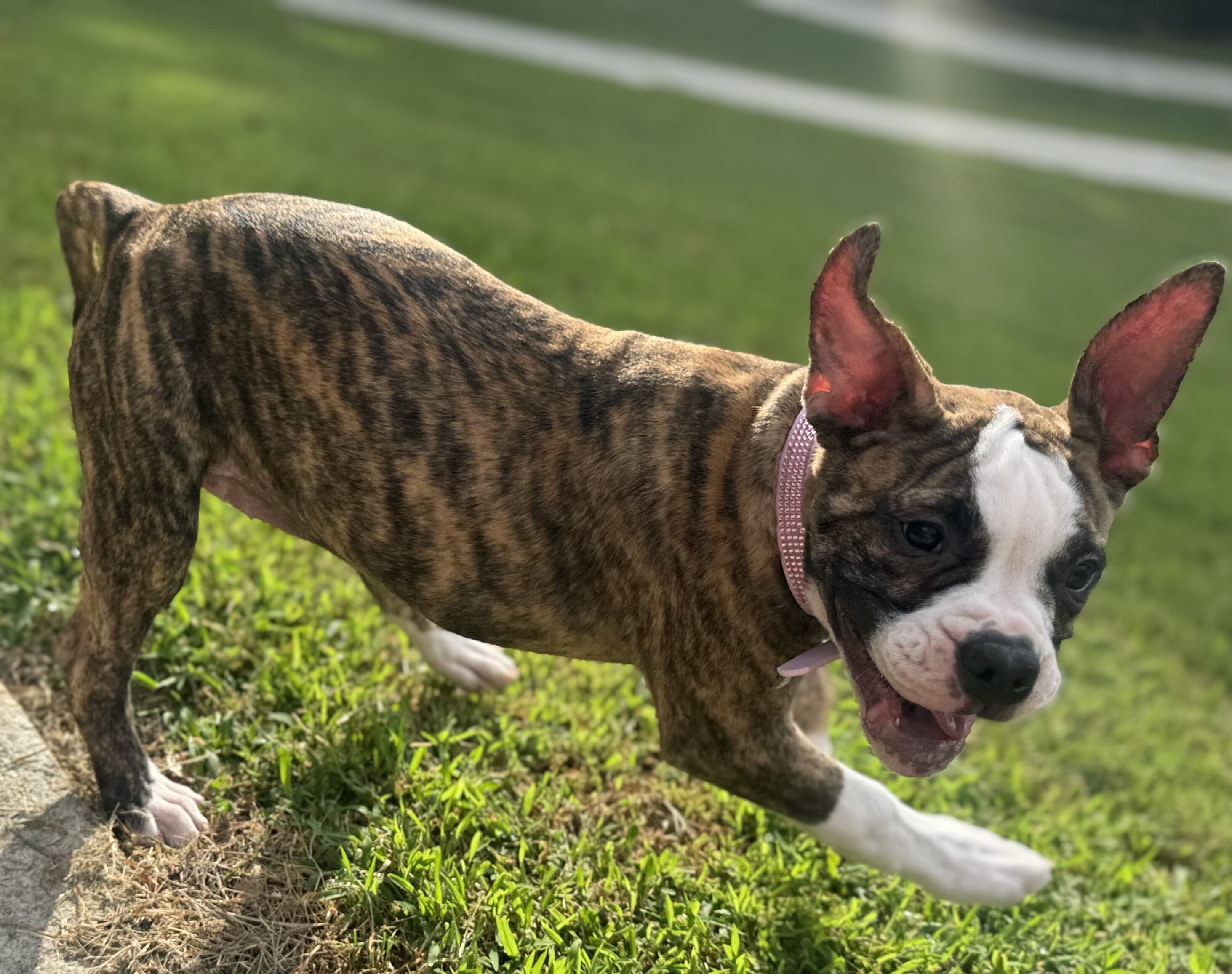 NKC Lula Bell — The Sweetheart of the Litter image 8