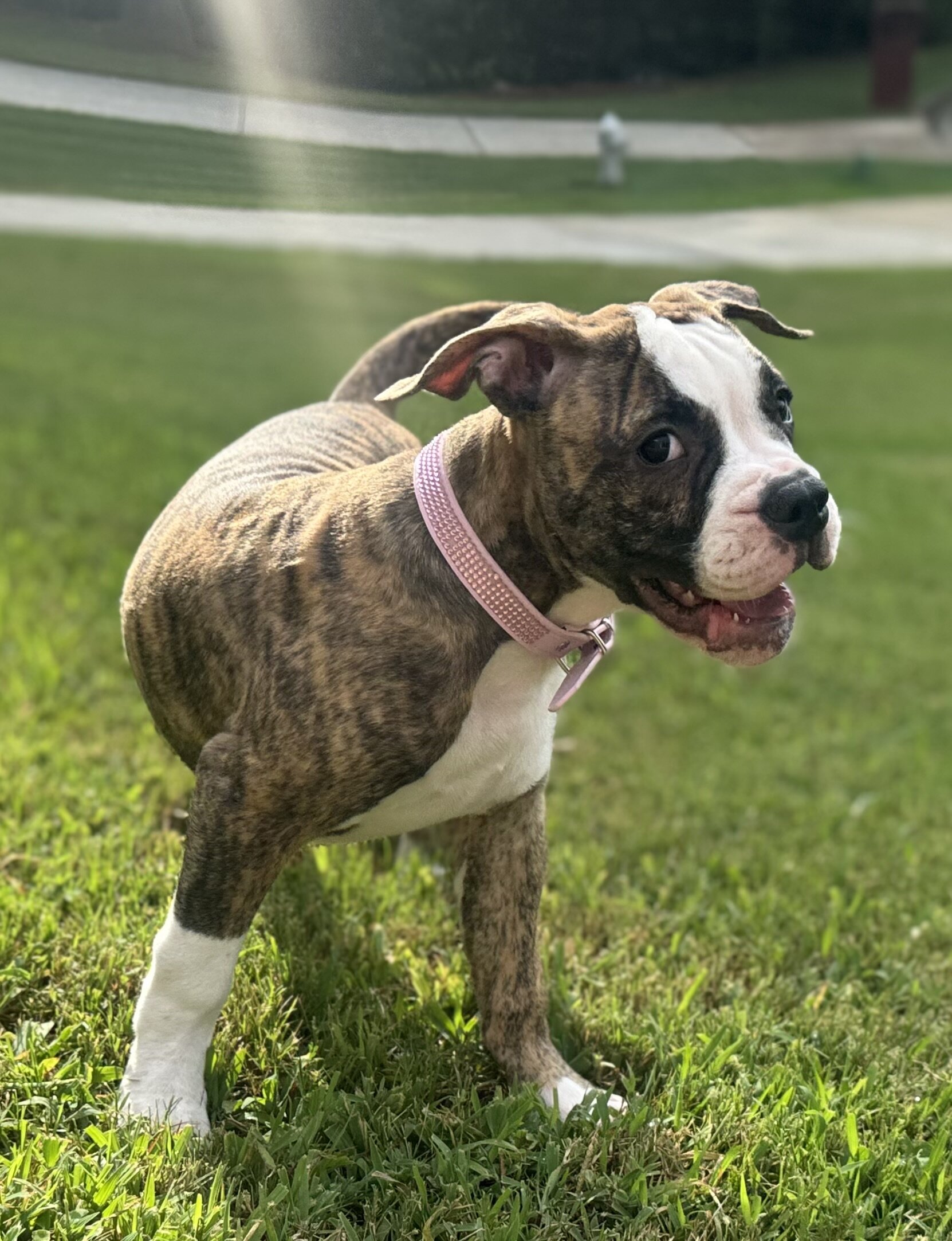 NKC Lula Bell — The Sweetheart of the Litter image 6