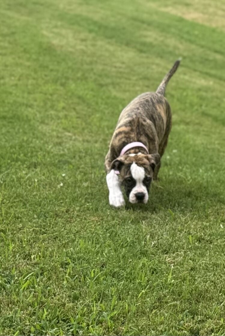 NKC Lula Bell — The Sweetheart of the Litter image 5