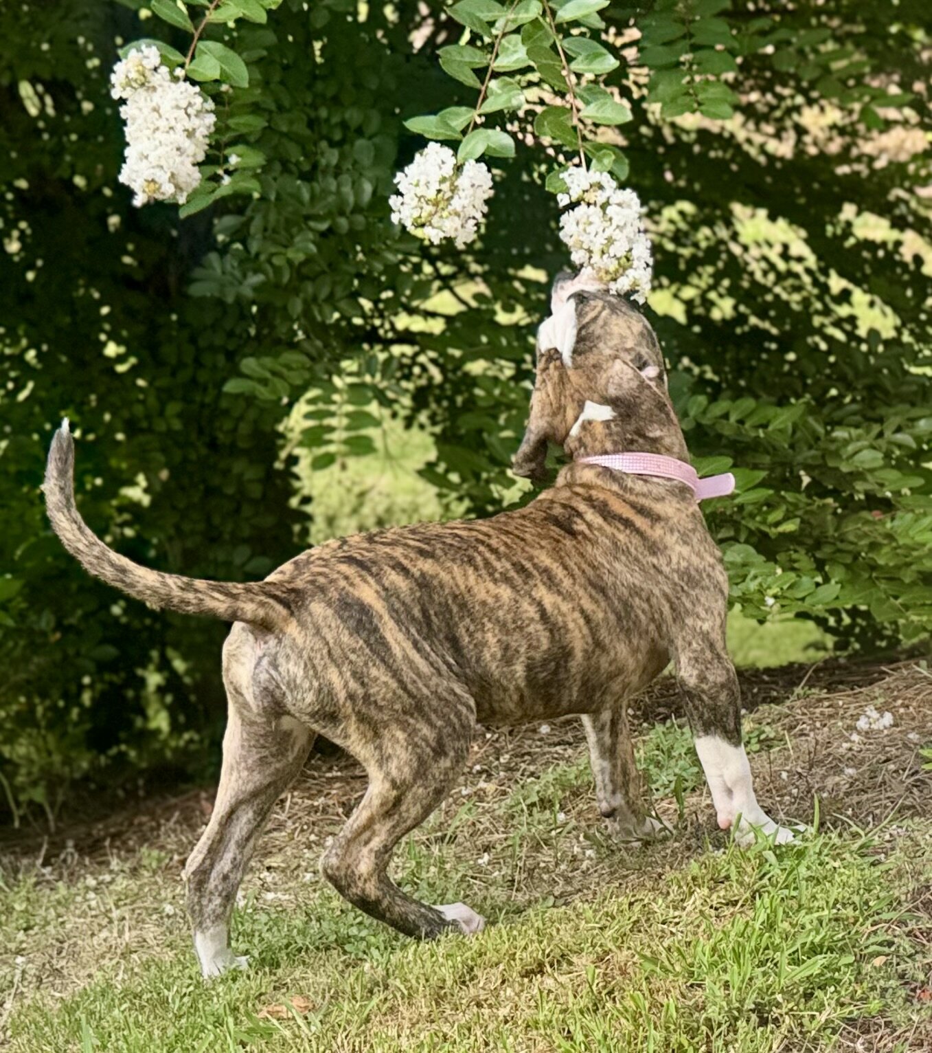 NKC Lula Bell — The Sweetheart of the Litter image 4
