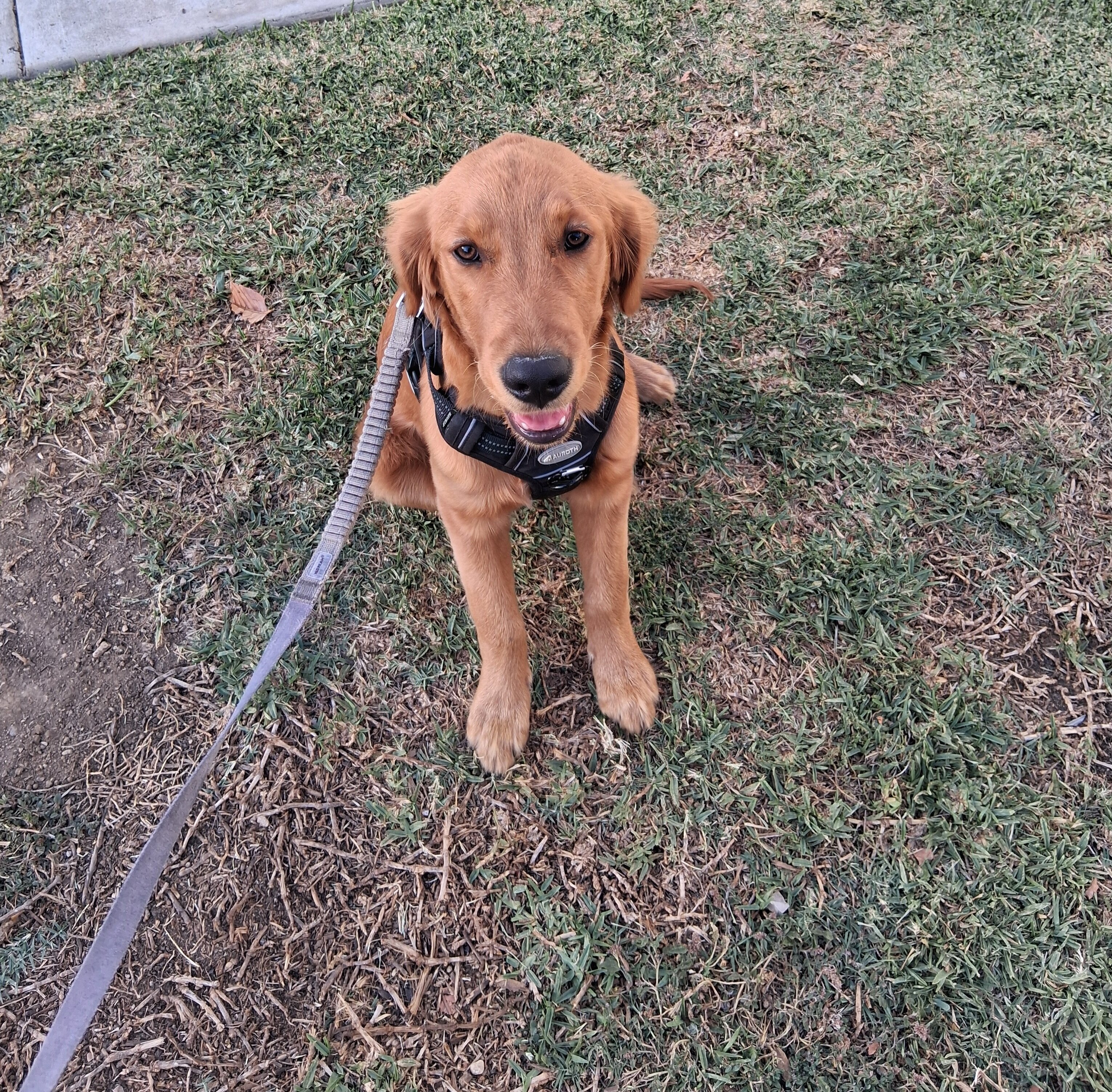 Golden retriever image 1
