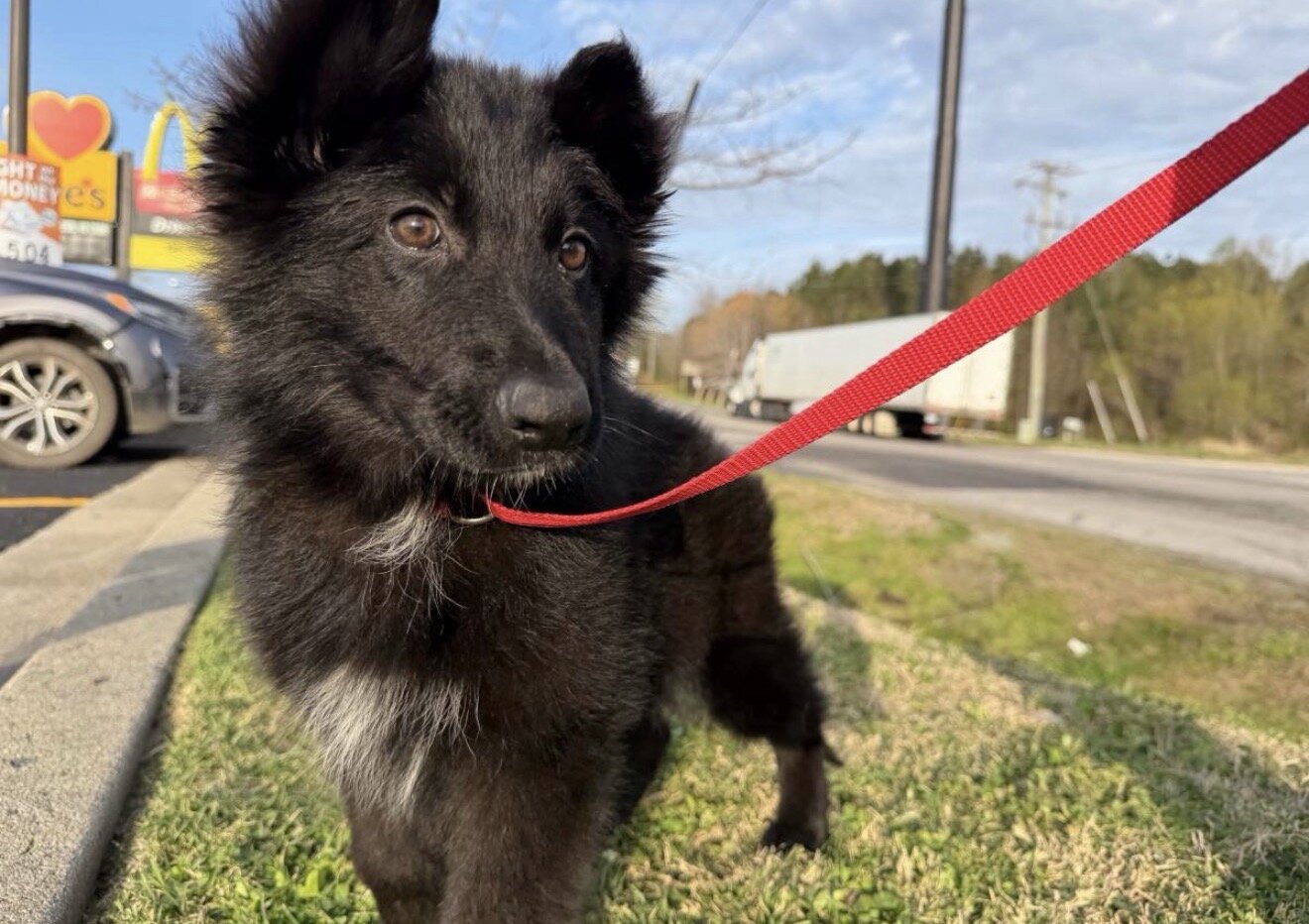 German shepherd image 1