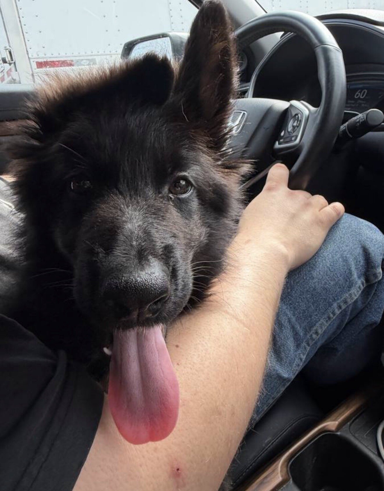 German shepherd image 2