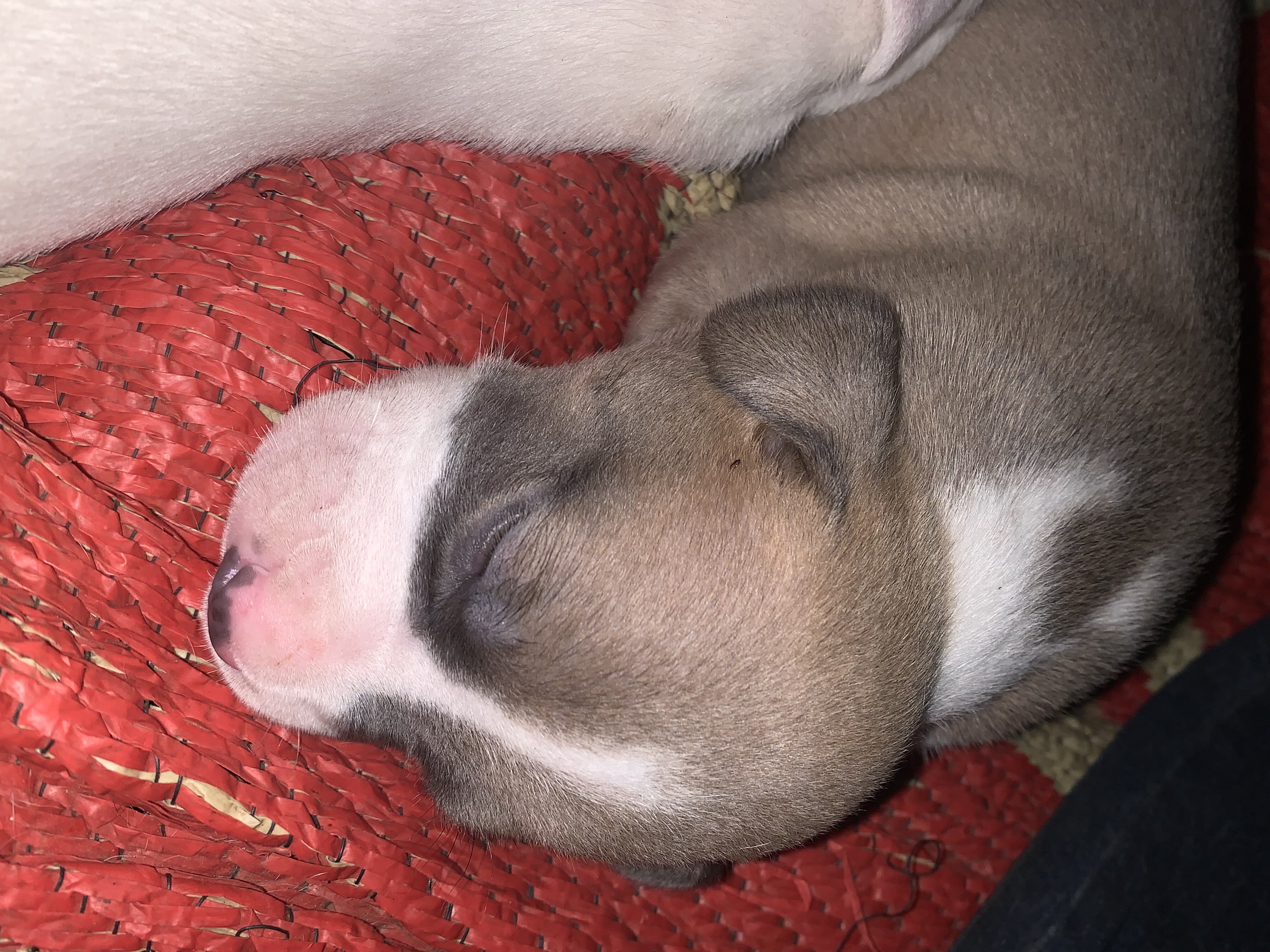Dog image 3