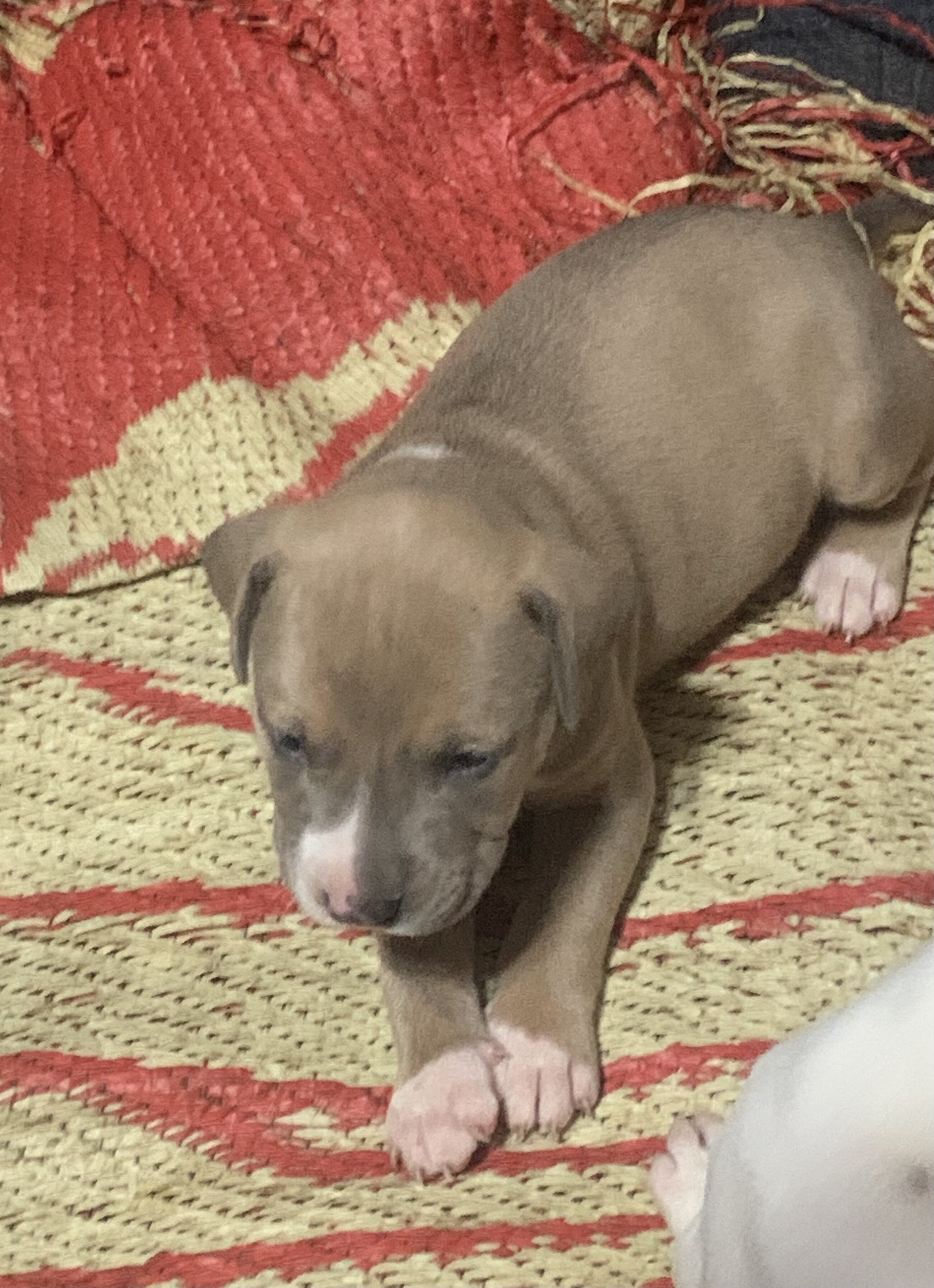 Dog image 1