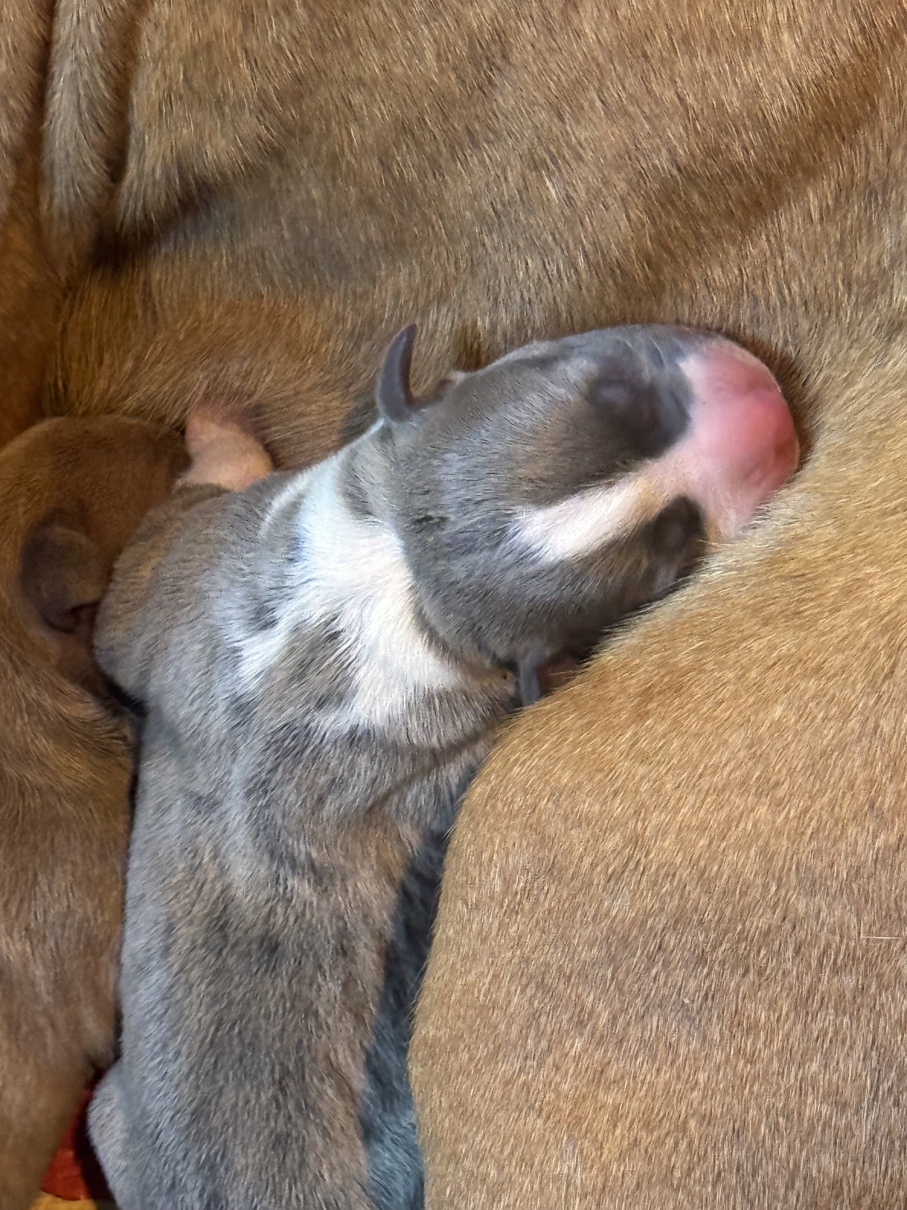 Dog image 2