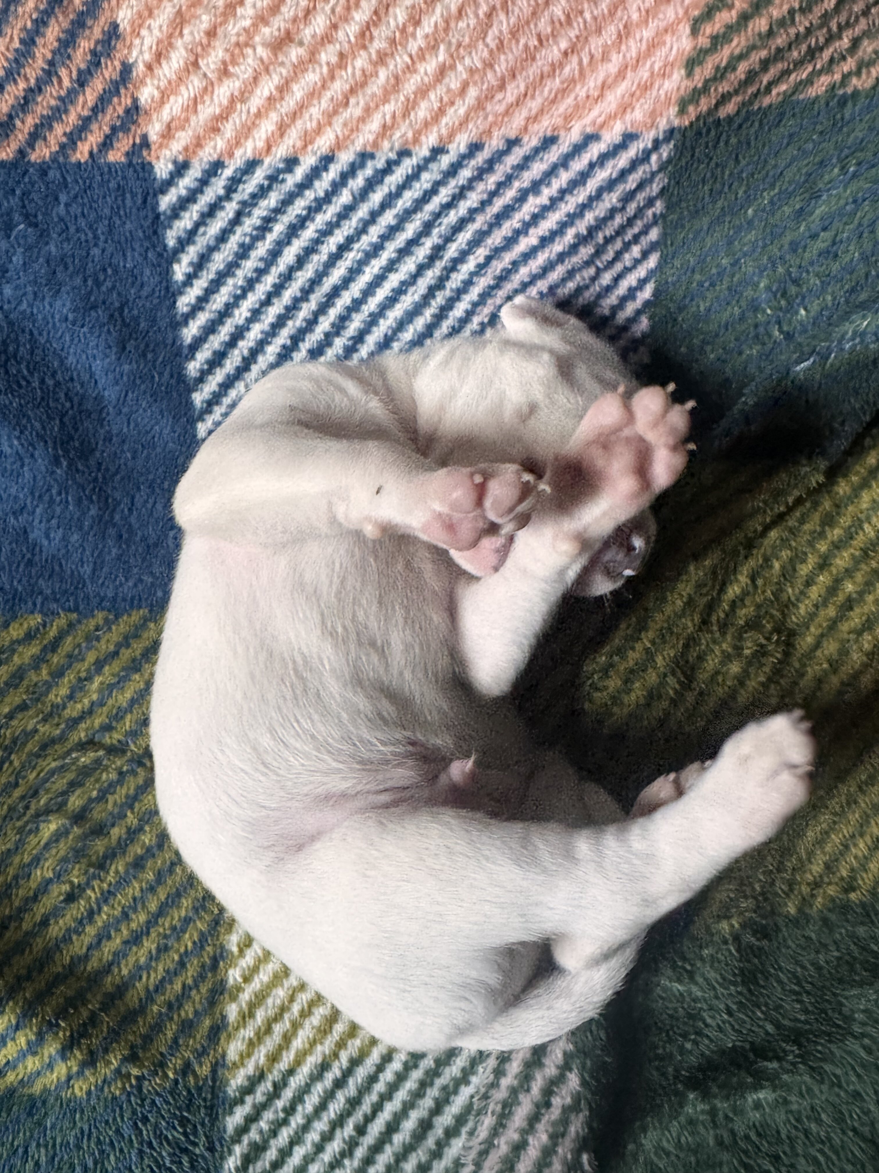 Dog image 4