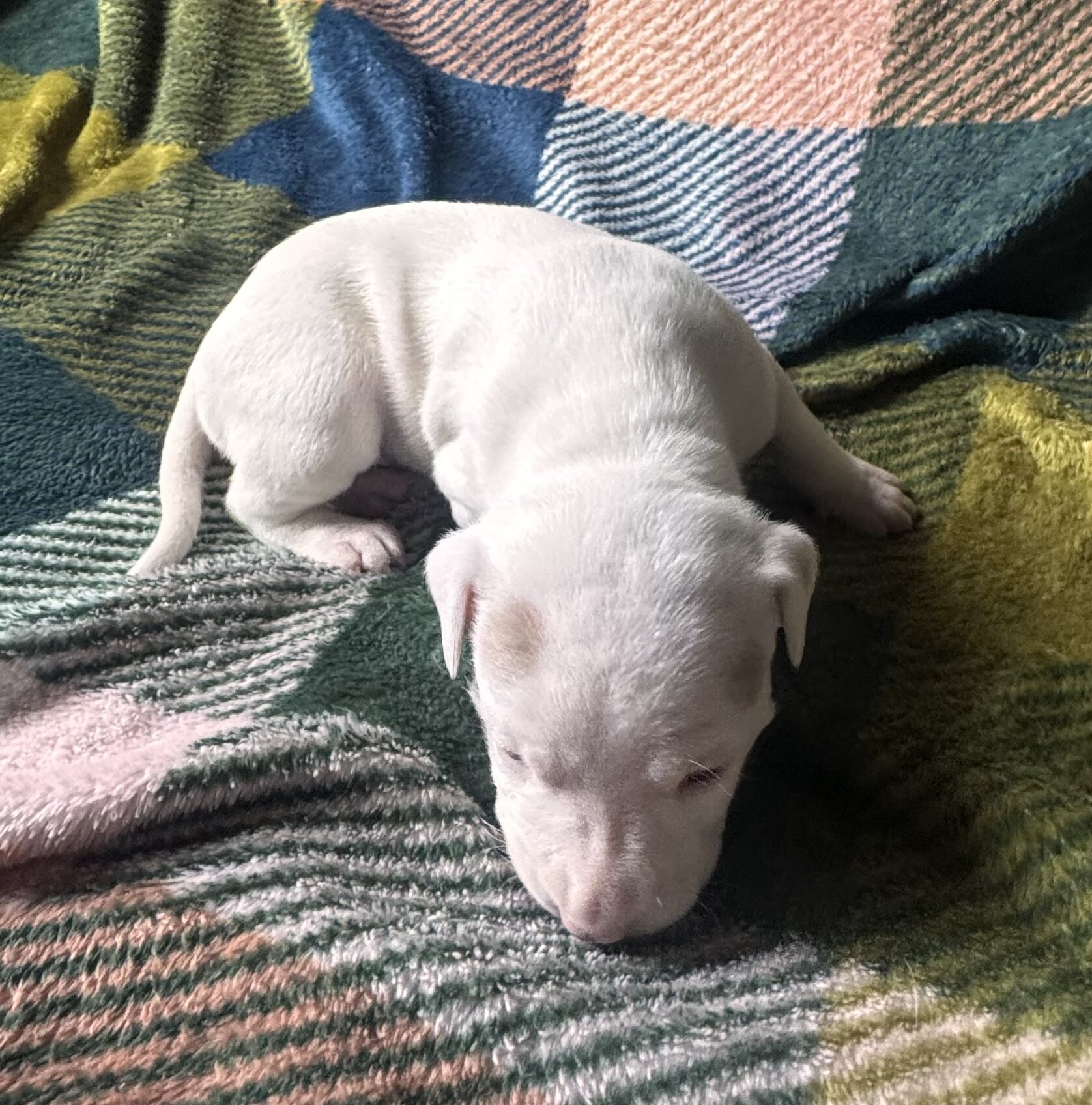 Dog image 5
