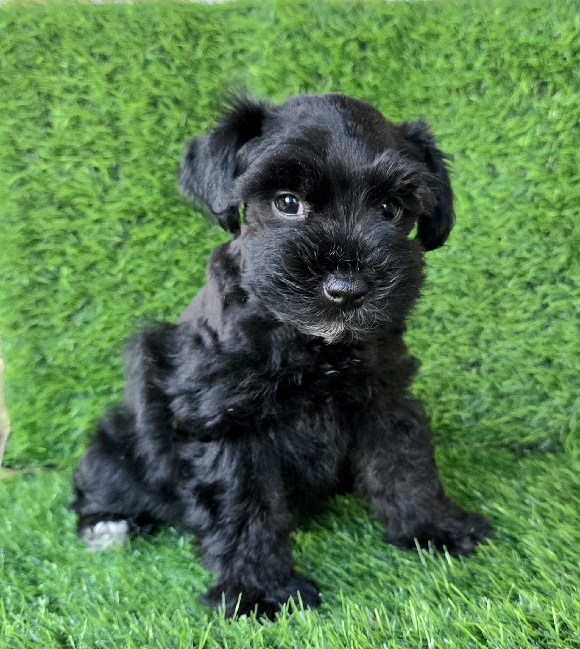 Miniature Schnauzers image 1