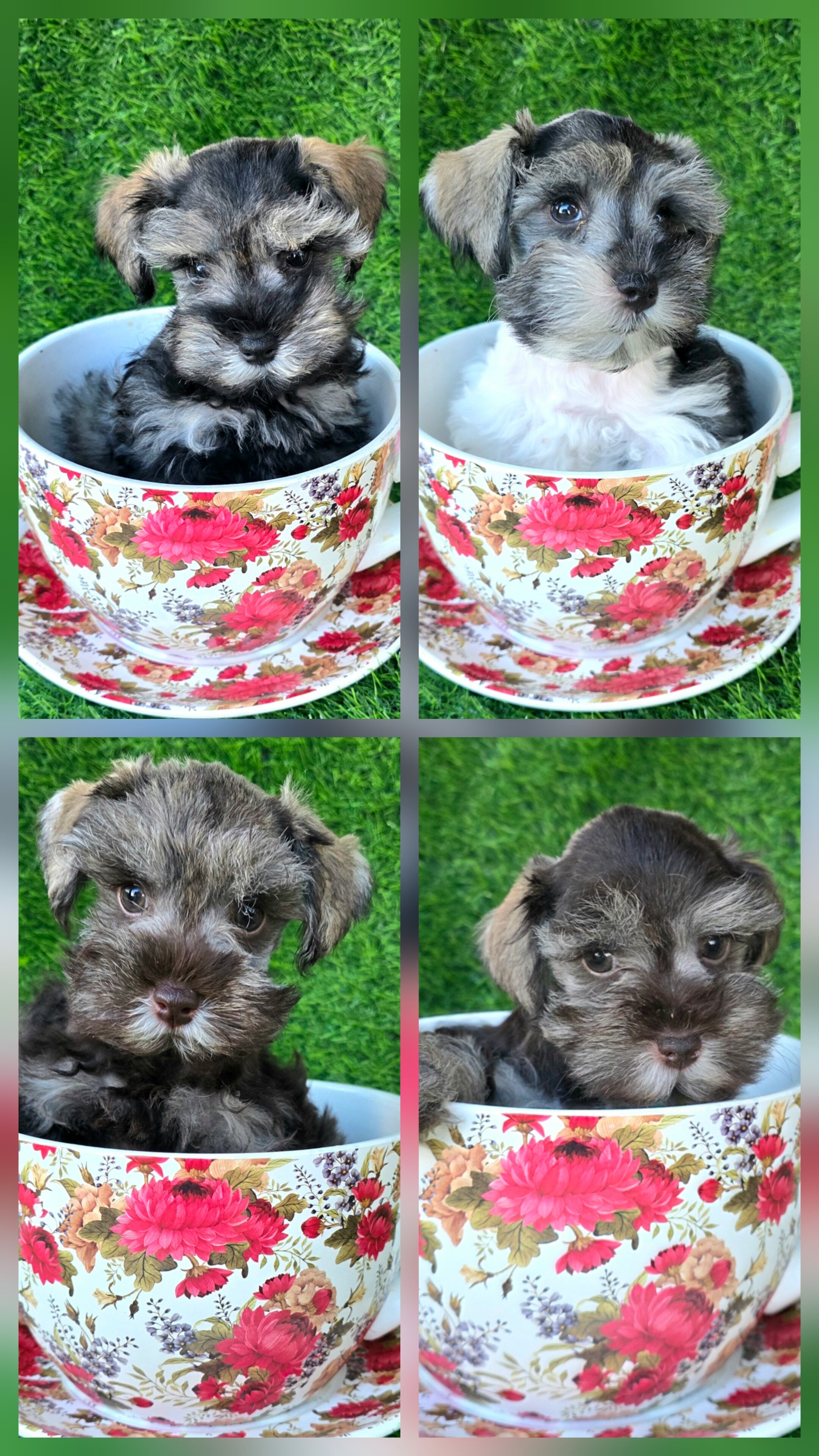 Miniature Schnauzers image 2