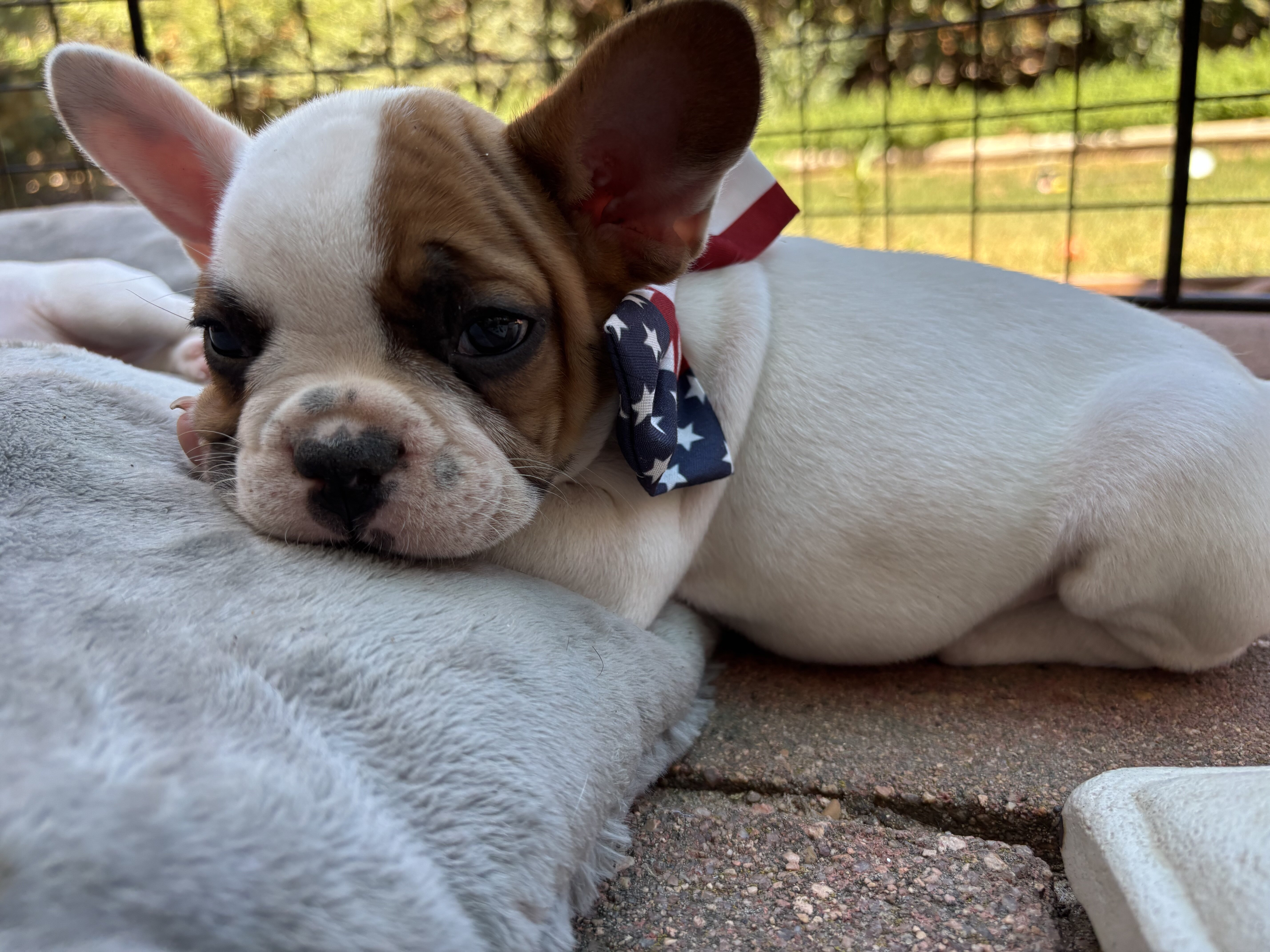 French bulldog image 5