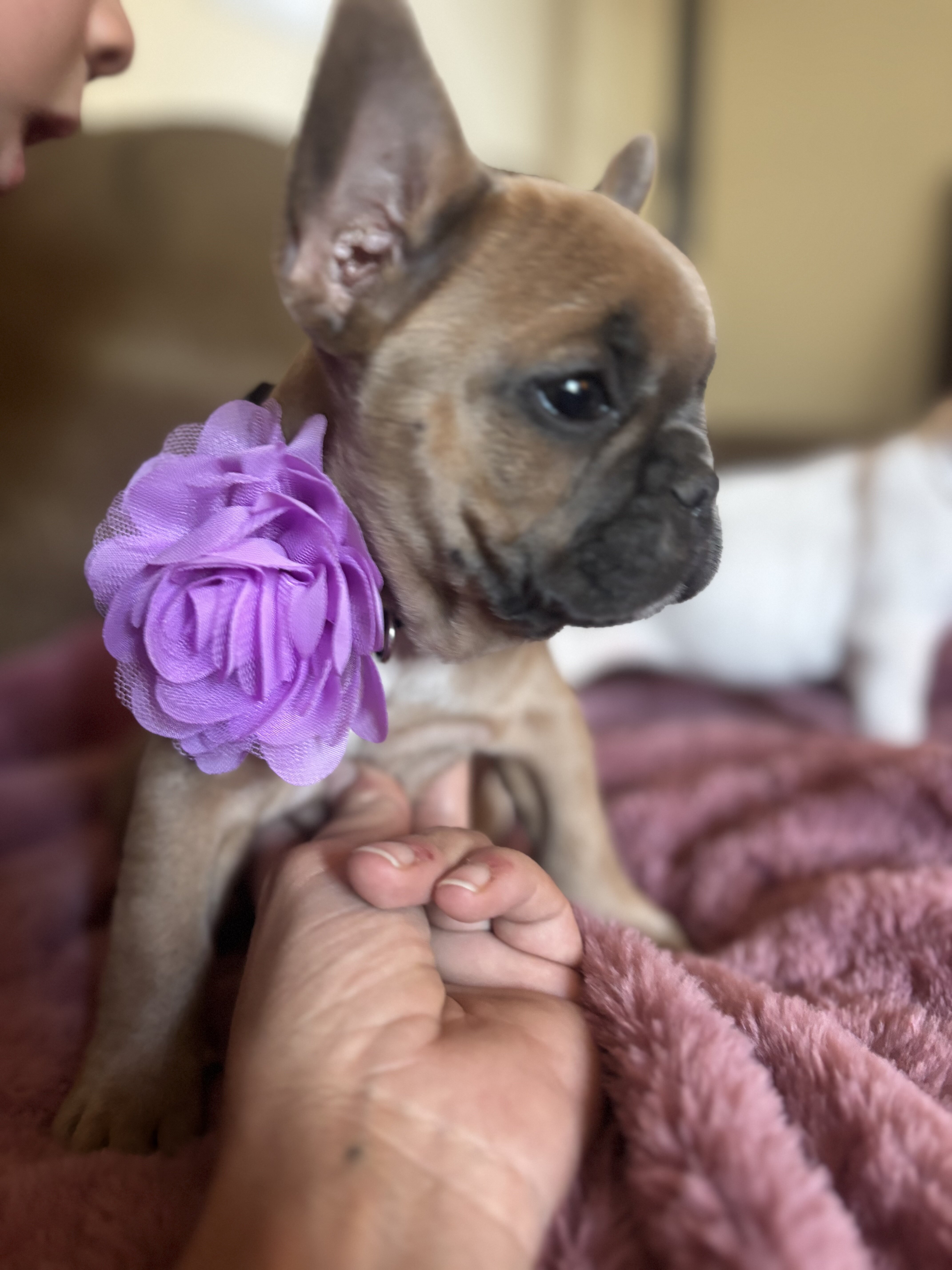 French bulldog image 4