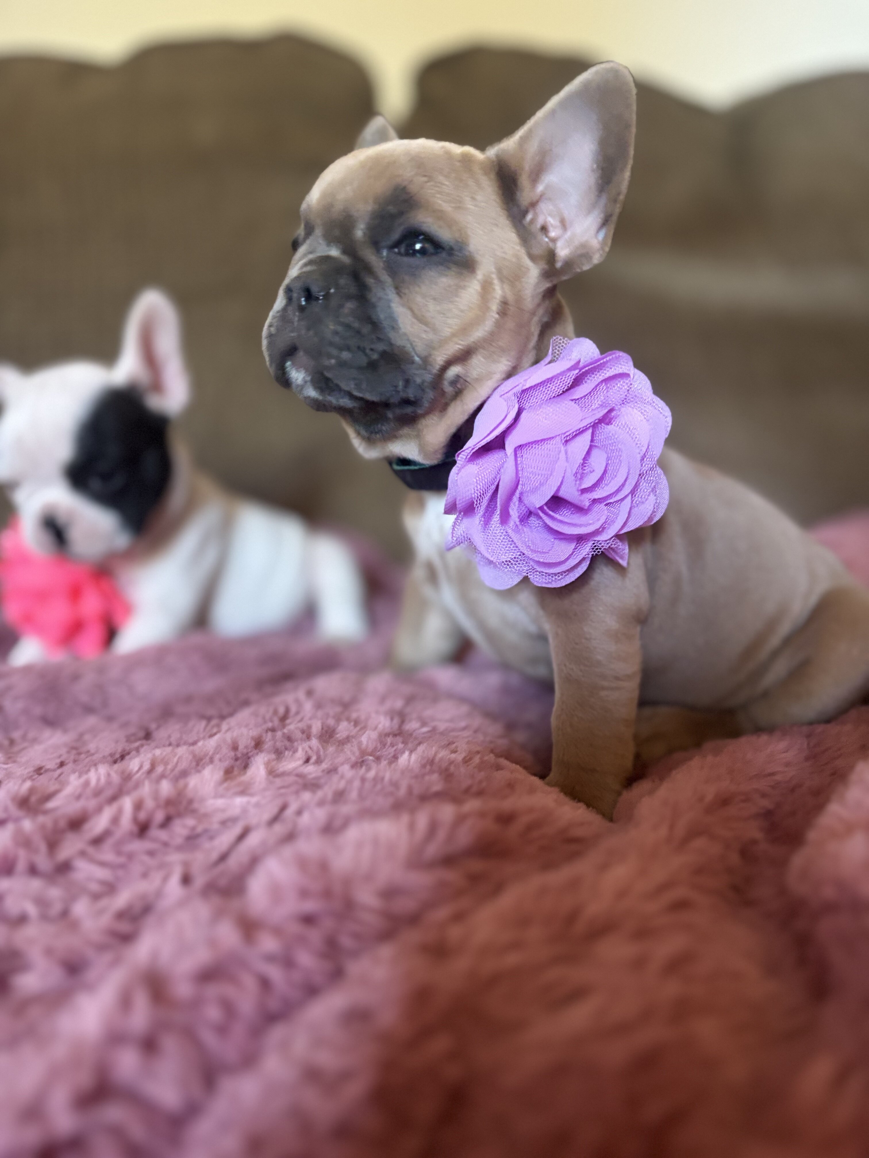 French bulldog image 3