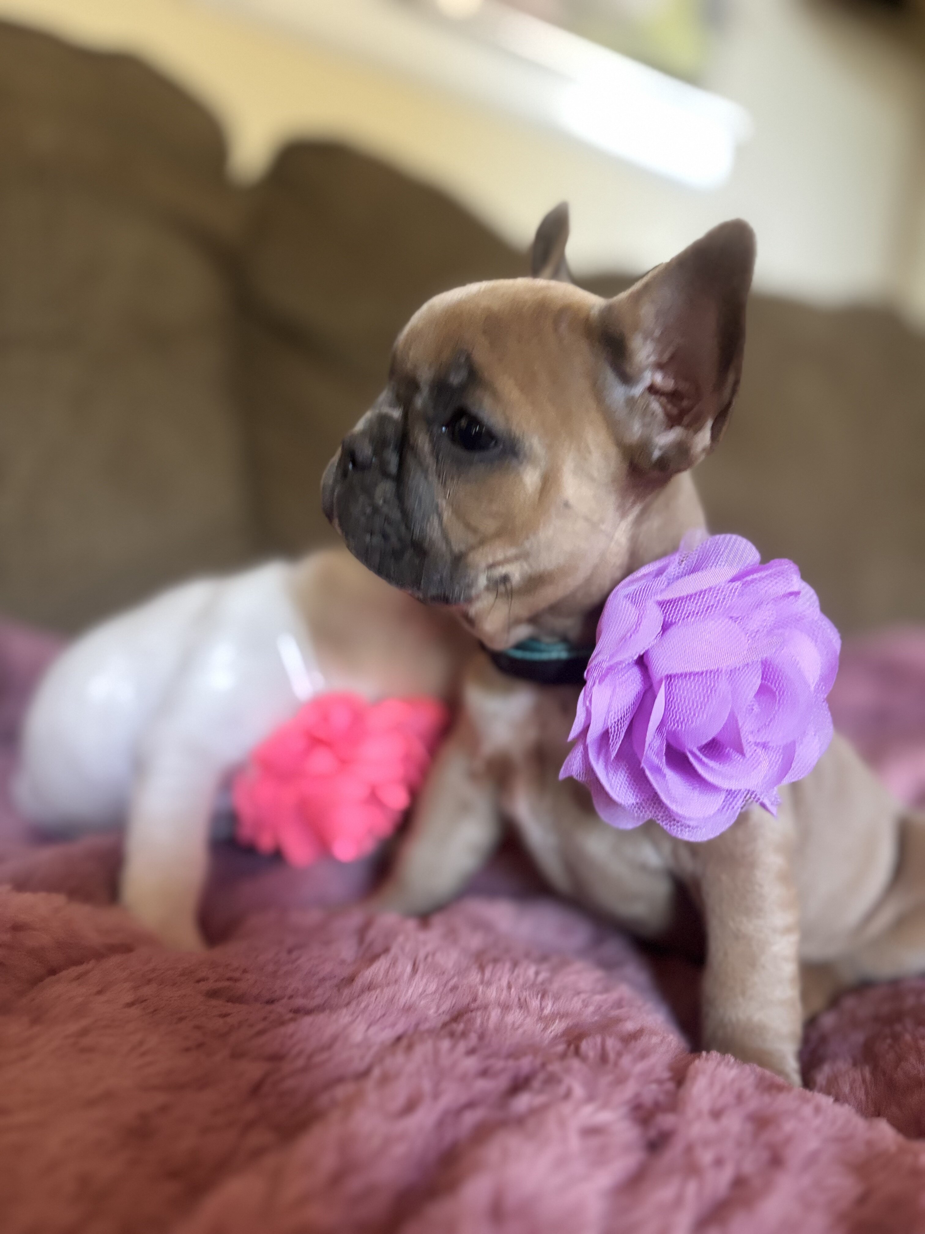 French bulldog image 2