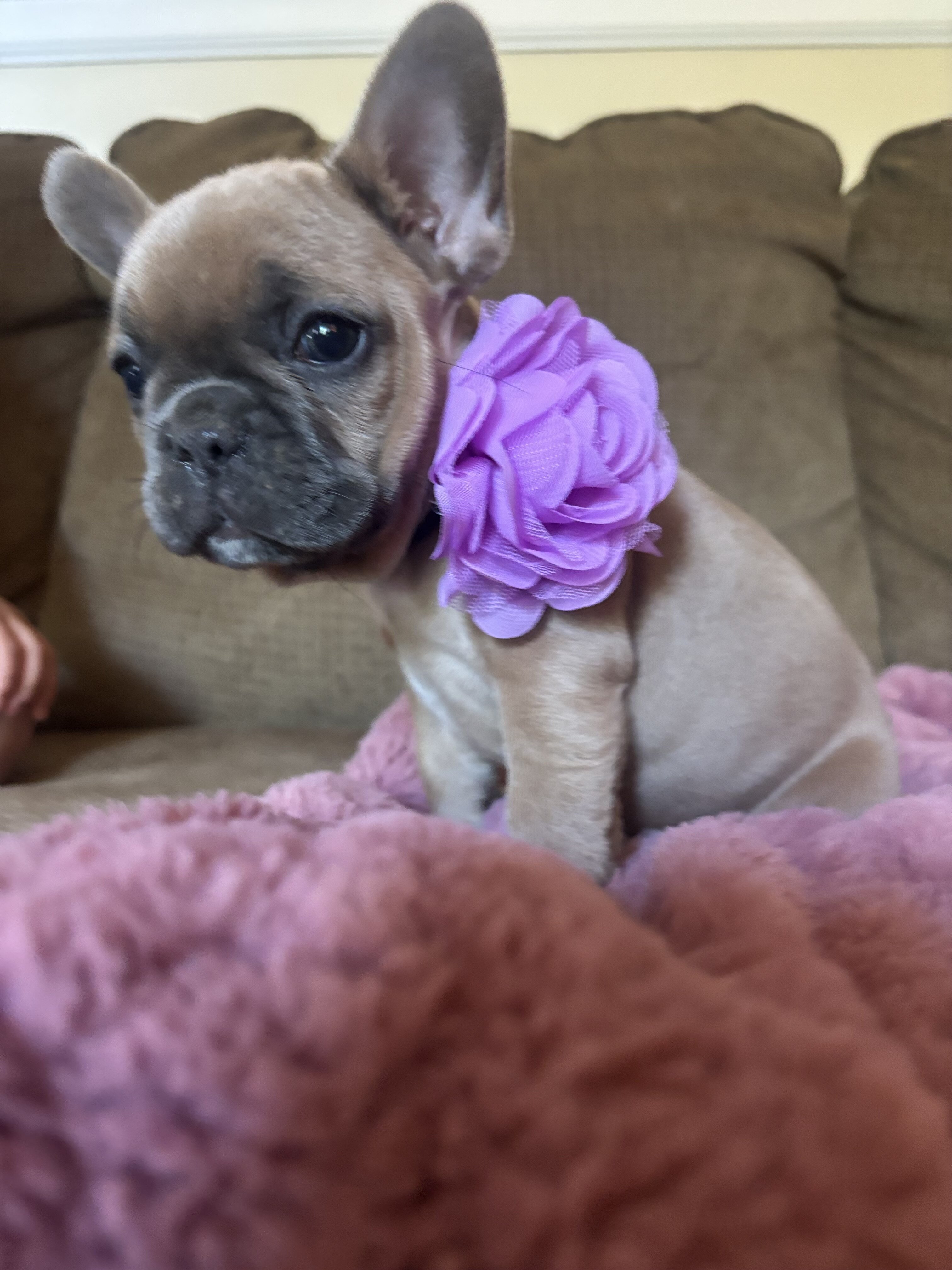 French bulldog image 1