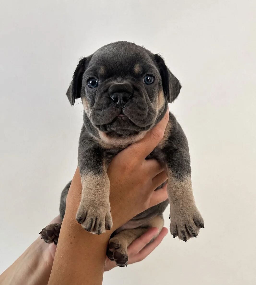 French Bulldog Puppies for Sale – Healthy, AKC-Qua image 2