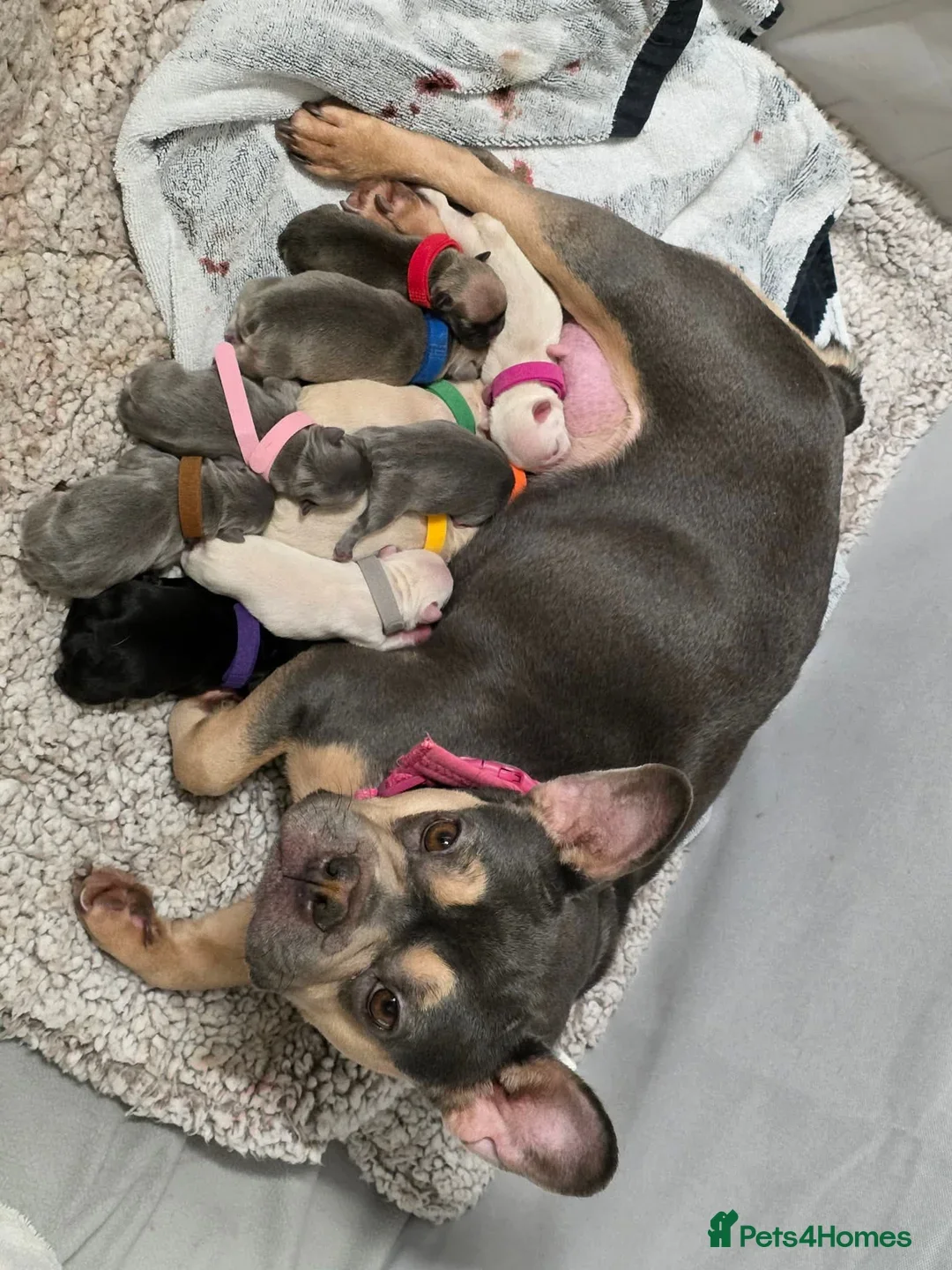 French Bulldog Puppies for Sale – Healthy, AKC-Qua image 1
