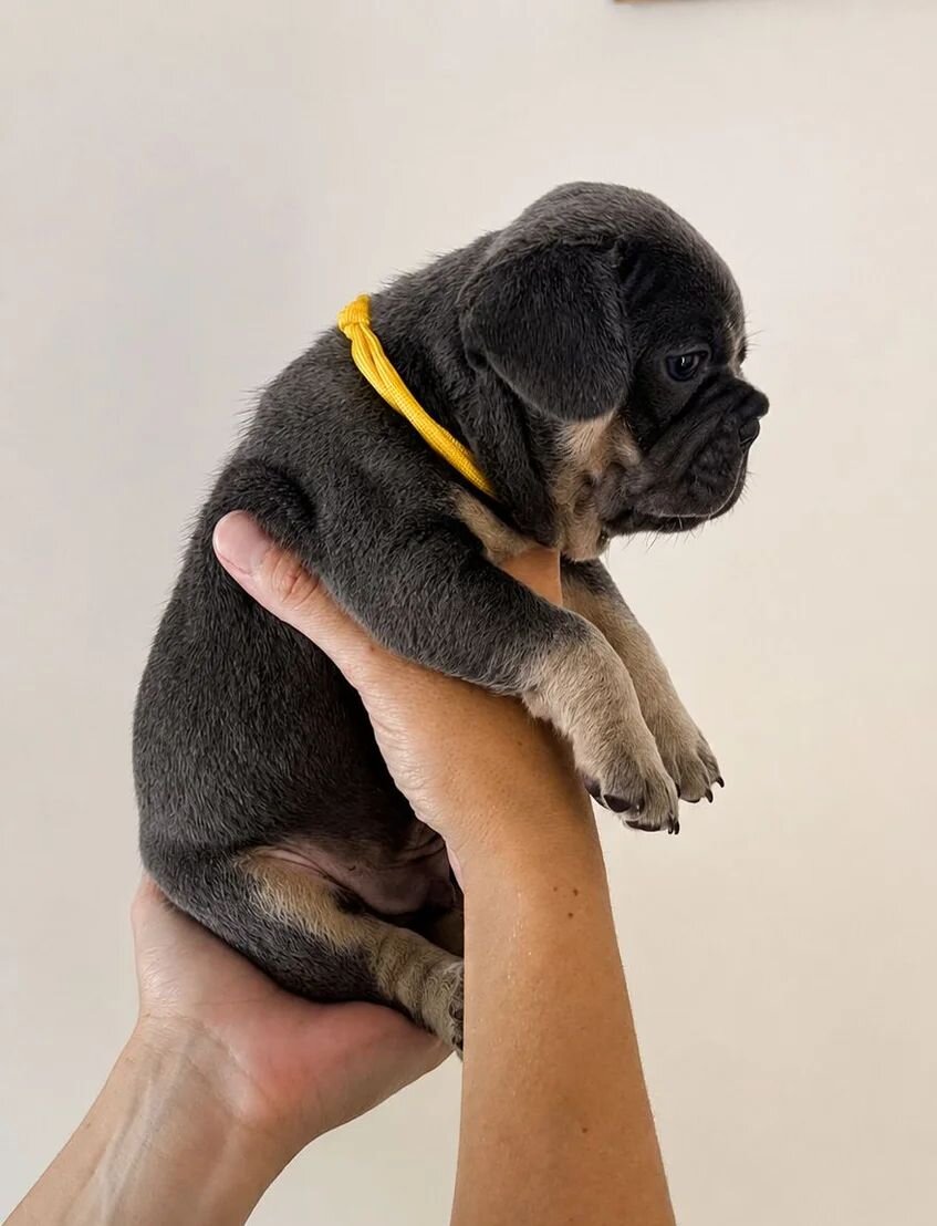 French Bulldog Puppies for Sale – Healthy, AKC-Qua image 3