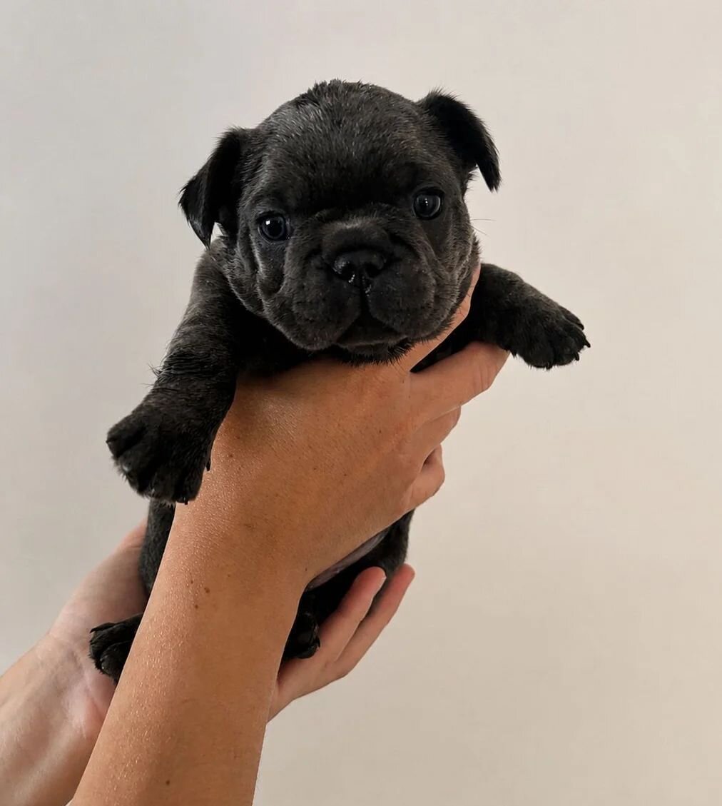 French Bulldog Puppies for Sale – Healthy, AKC-Qua image 4