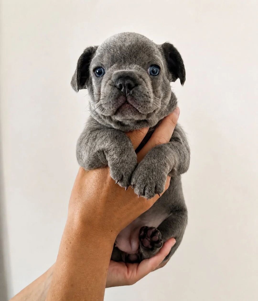 French Bulldog Puppies for Sale – Healthy, AKC-Qua image 5