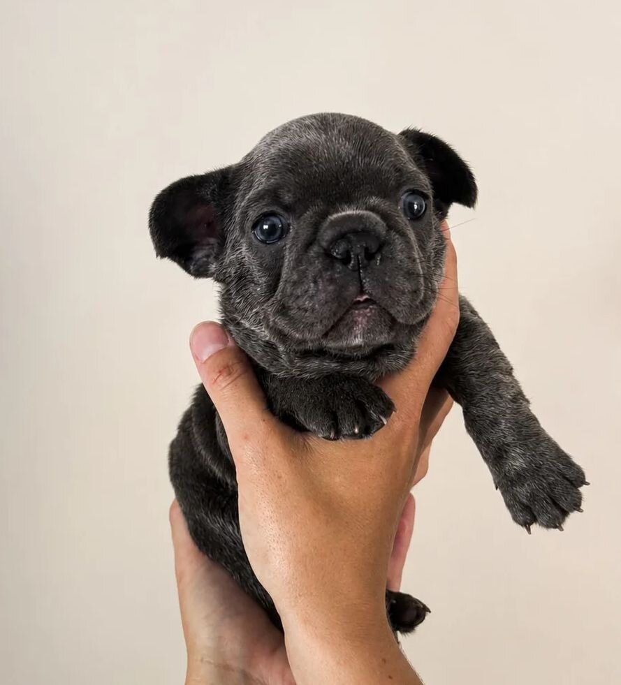French Bulldog Puppies for Sale – Healthy, AKC-Qua image 6