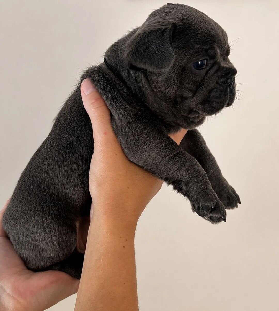 French Bulldog Puppies for Sale – Healthy, AKC-Qua image 7