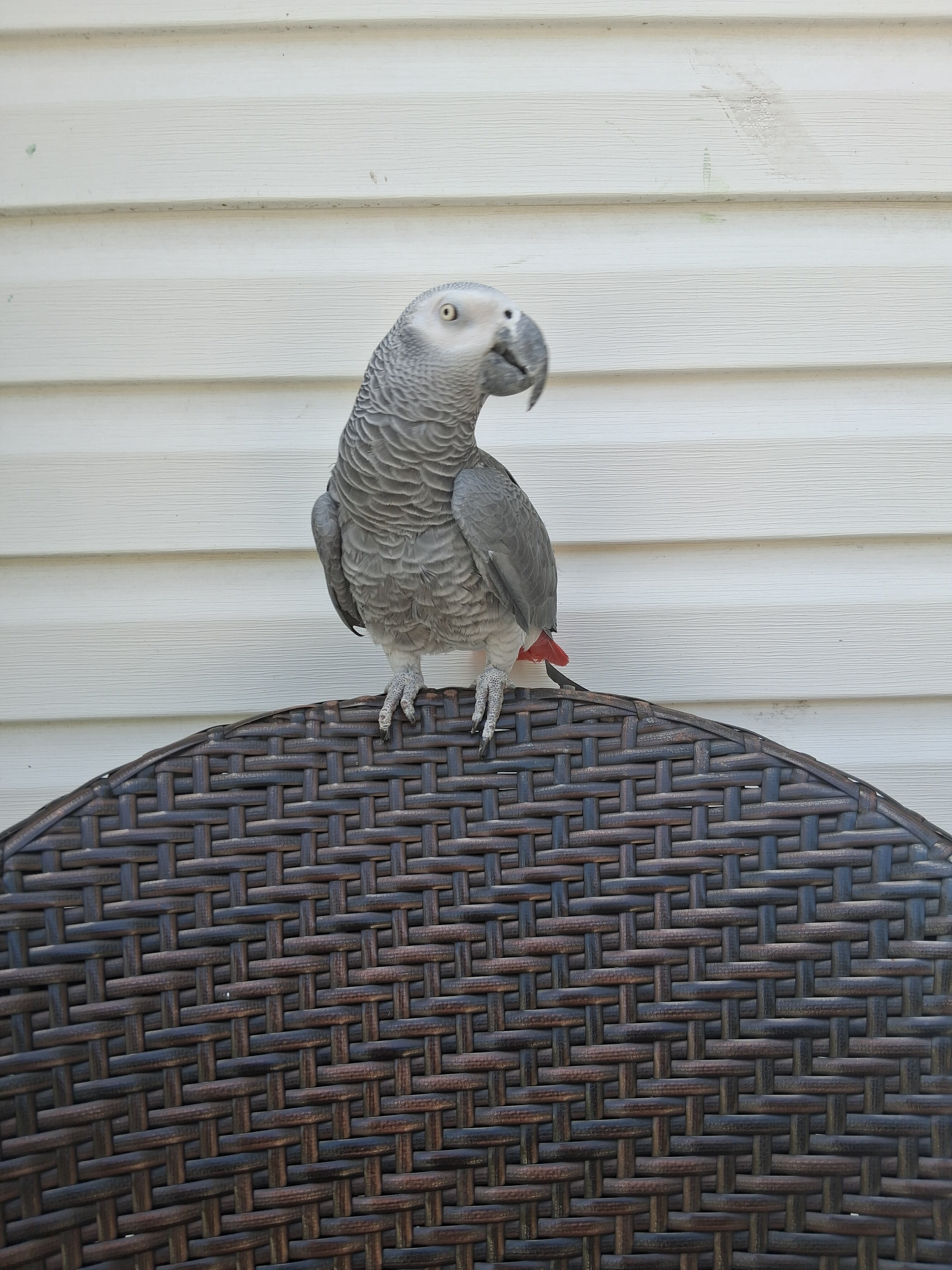 congo african grey image 2