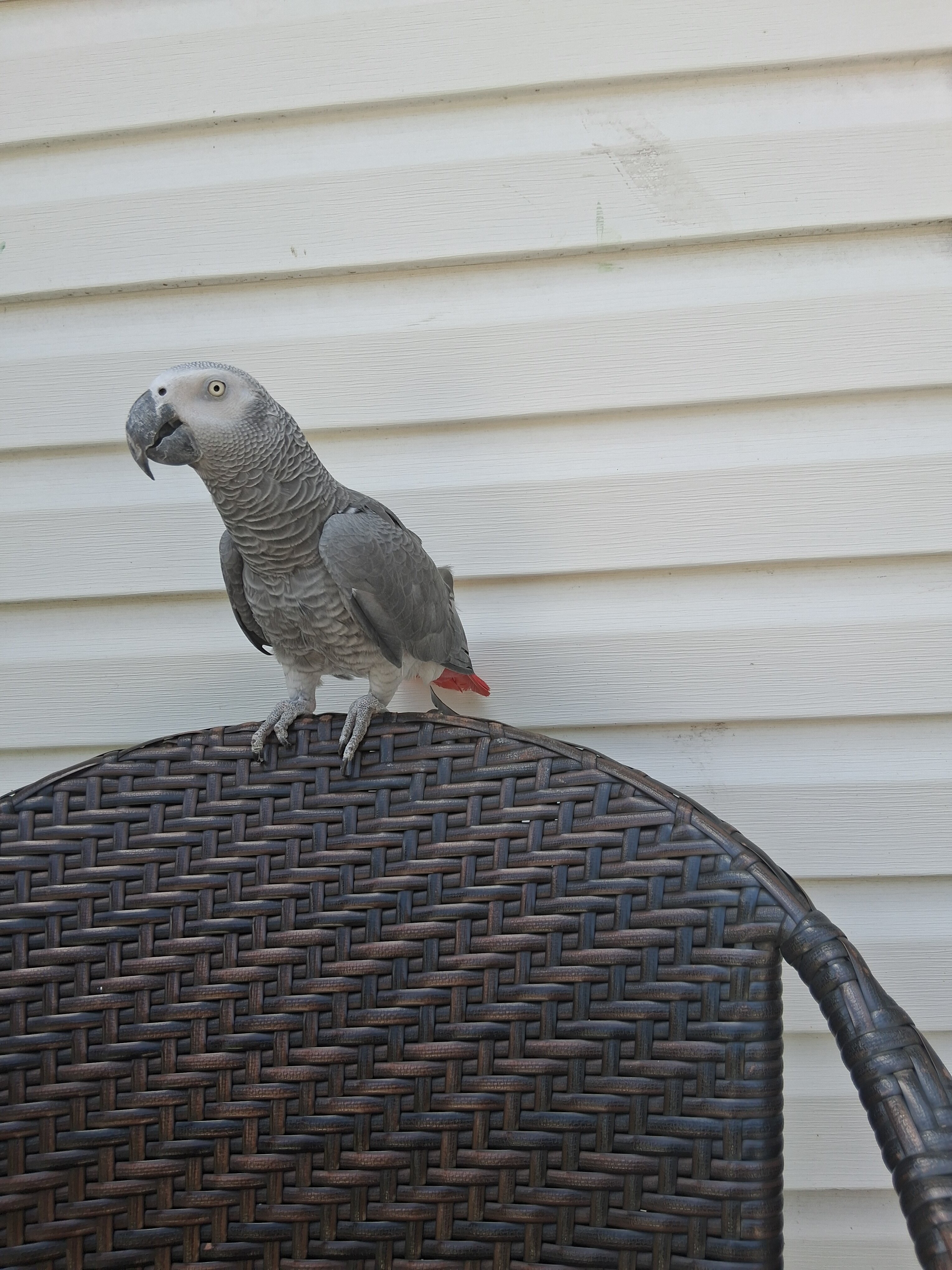 congo african grey image 3