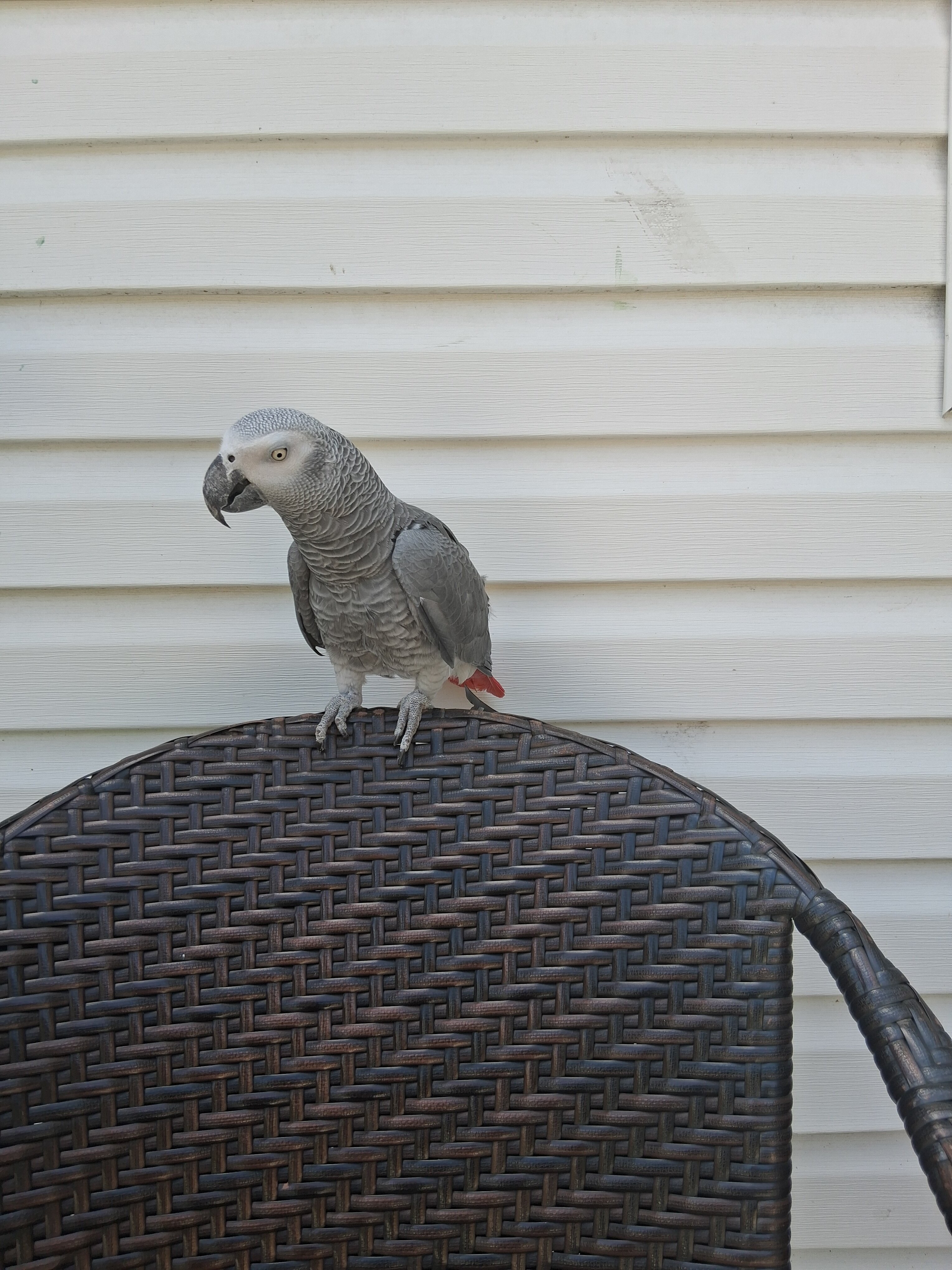 congo african grey image 1