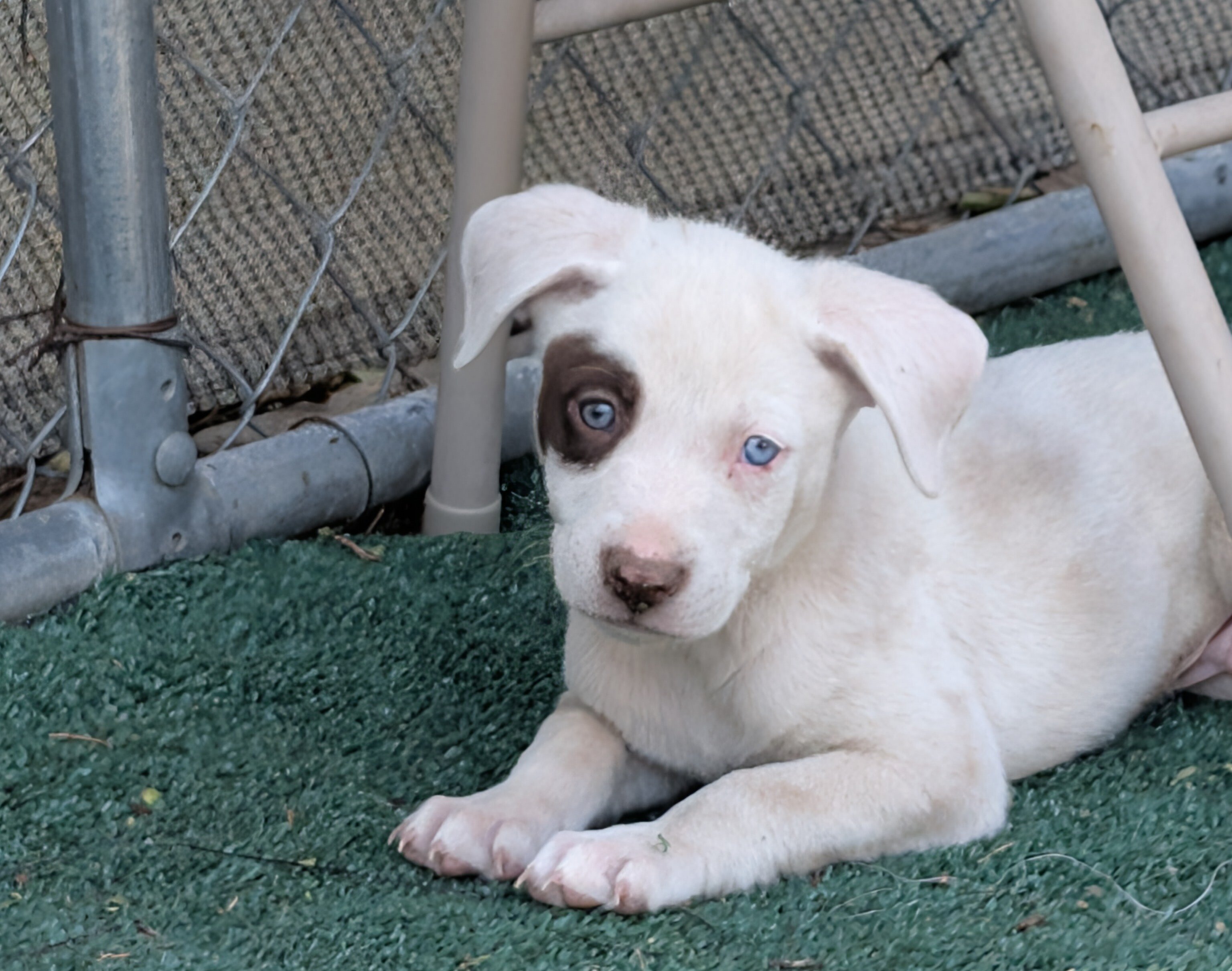 Puppies image 6