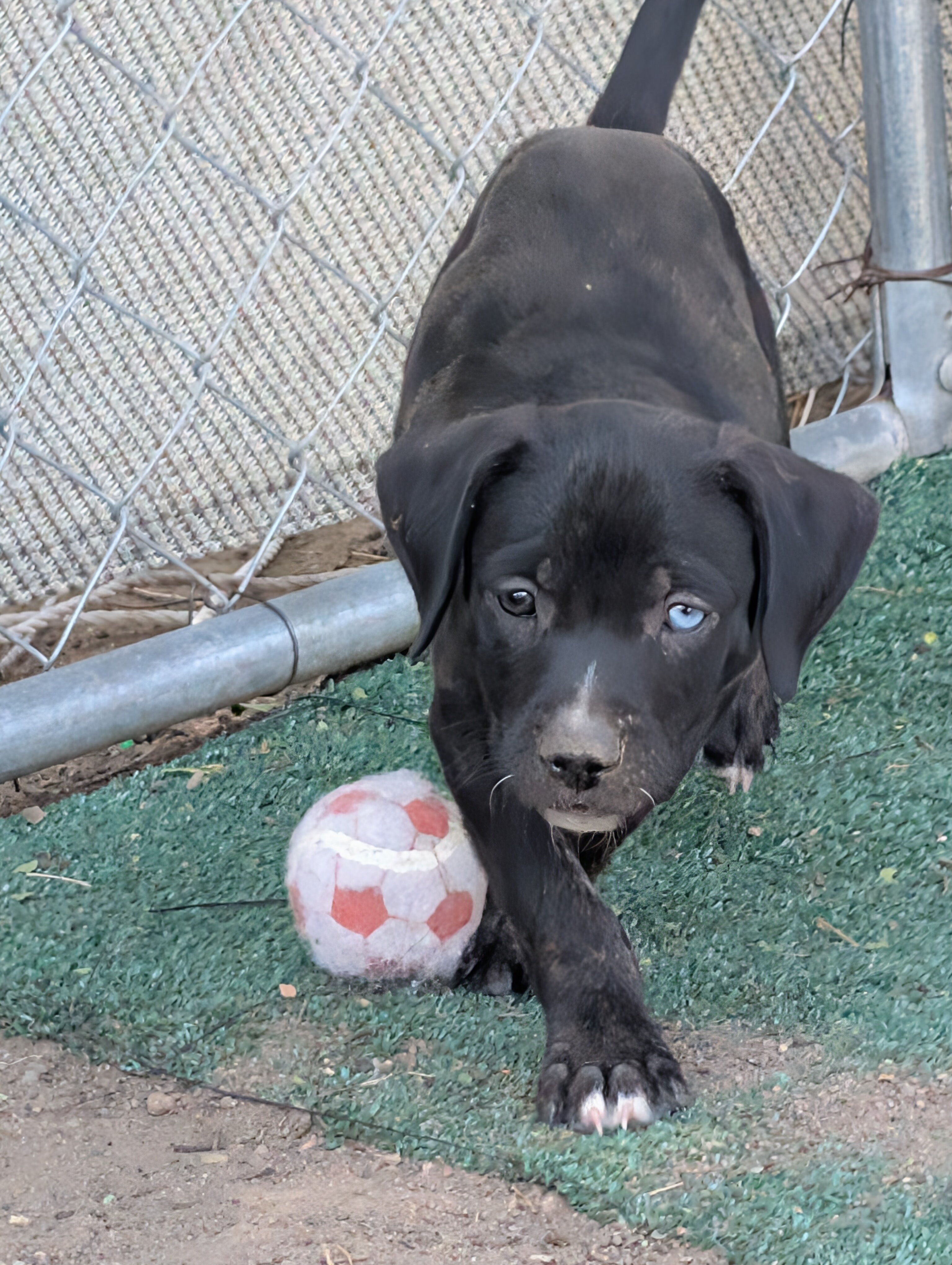 Puppies image 5