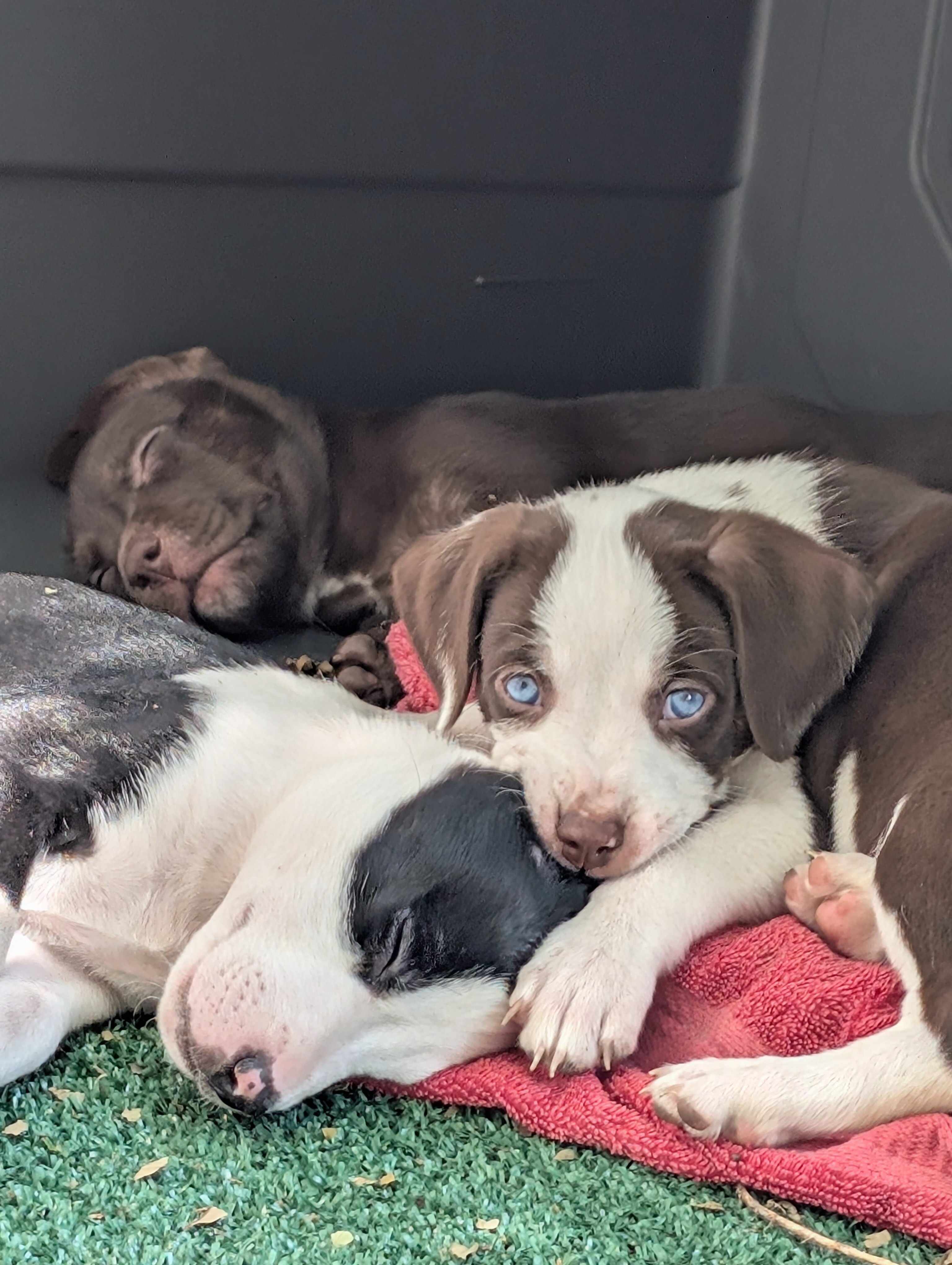 Puppies image 4